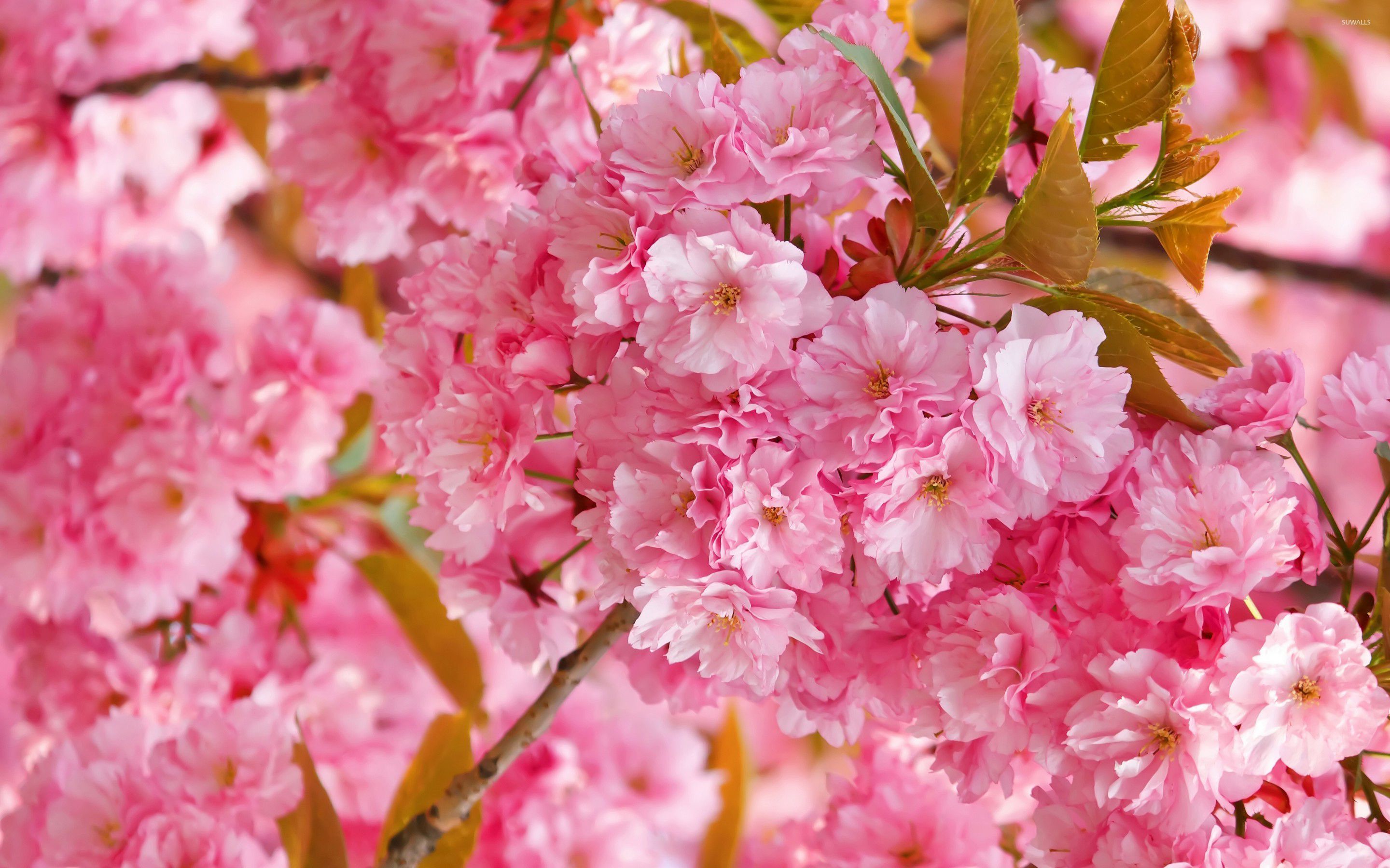 Pink cherry blossoms wallpaper - Flower wallpapers - #32992
