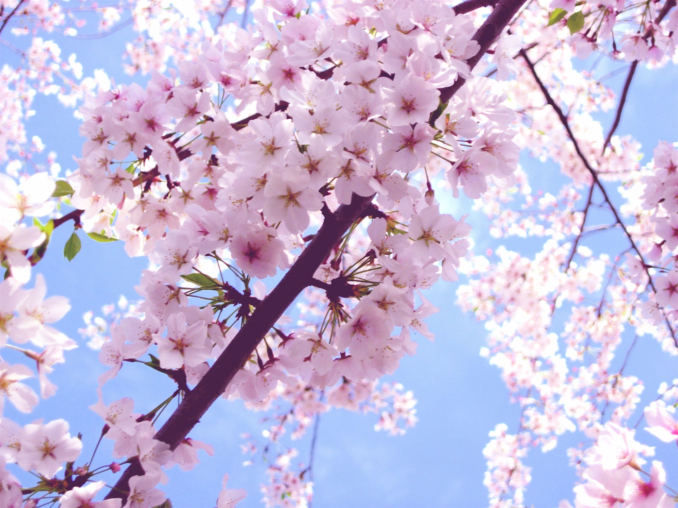 Beautiful Pink Cherry Blossom Wallpaper - Colors Wallpaper (34590437 ...
