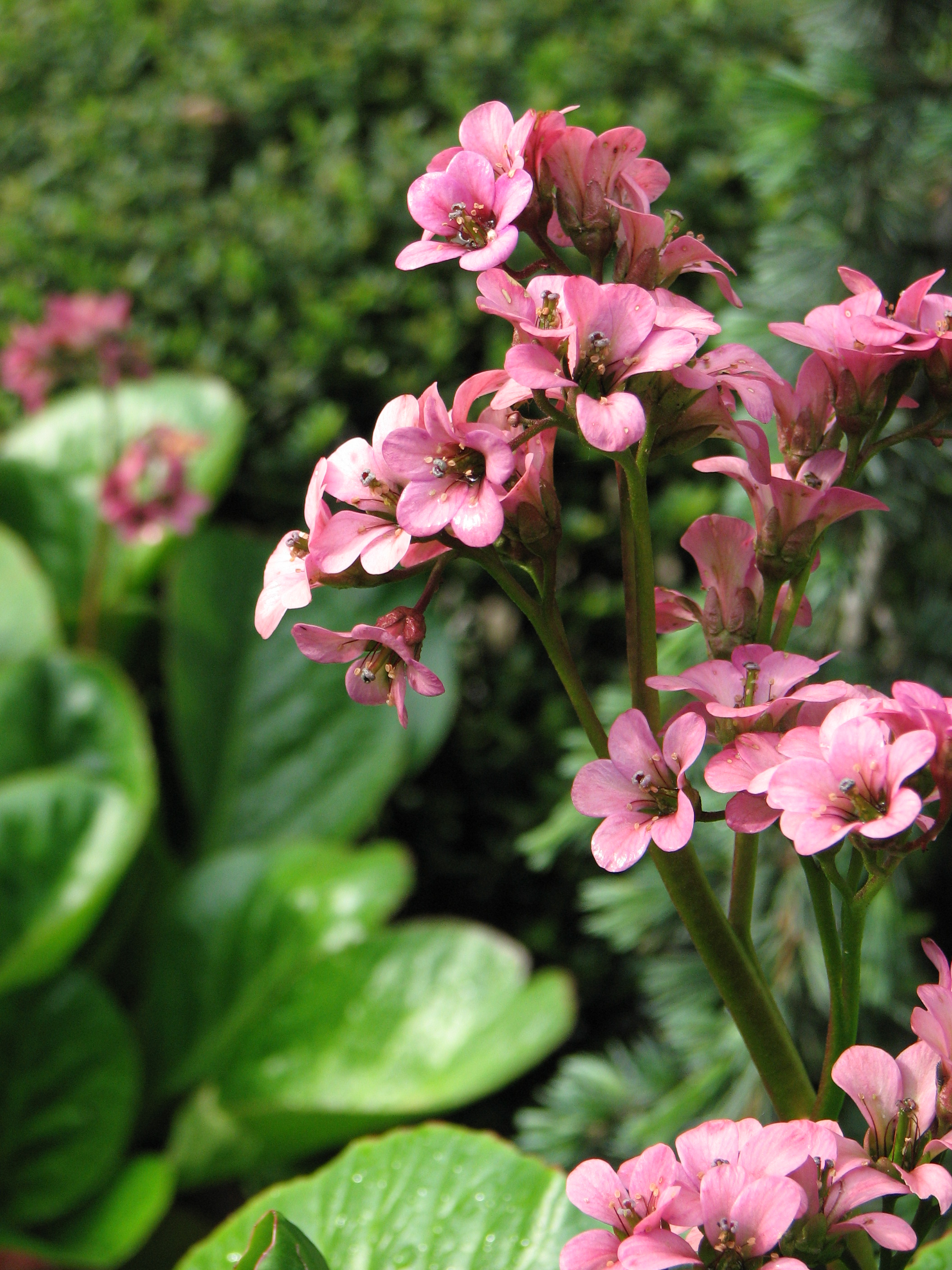 File:Unidentified pink cluster flowers in garden.jpg - Wikimedia Commons