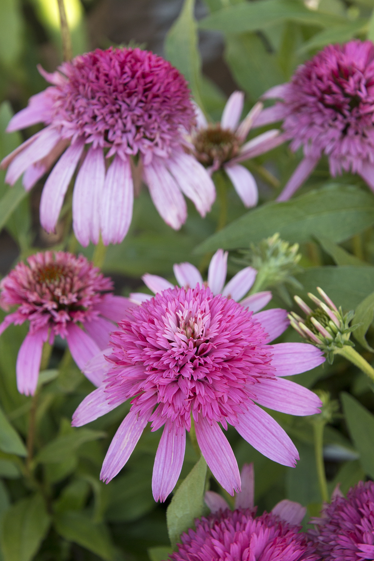 Pink Double Delight Coneflower - Monrovia - Pink Double Delight ...