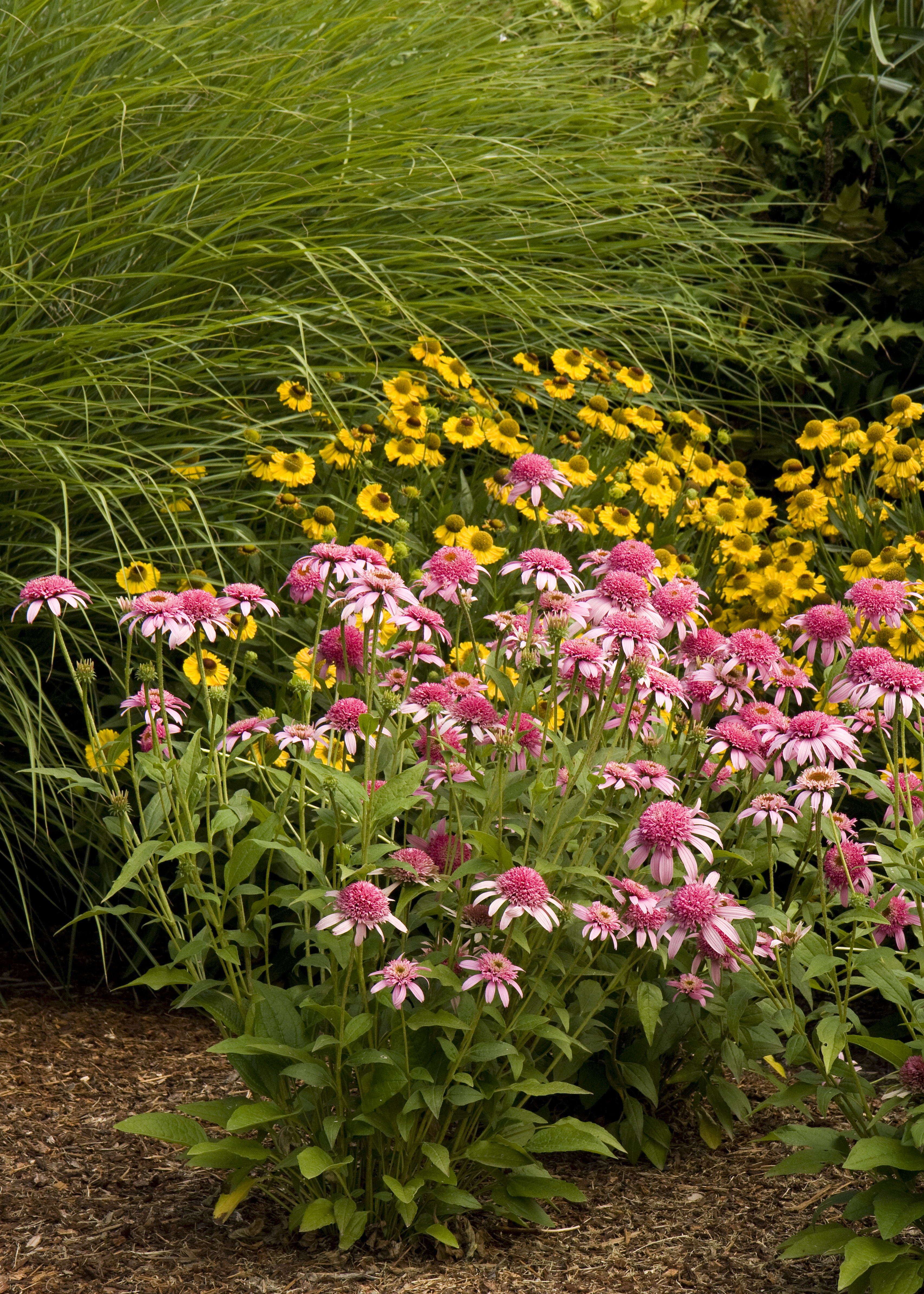 Pink Double Delight Coneflower - Monrovia - Pink Double Delight ...