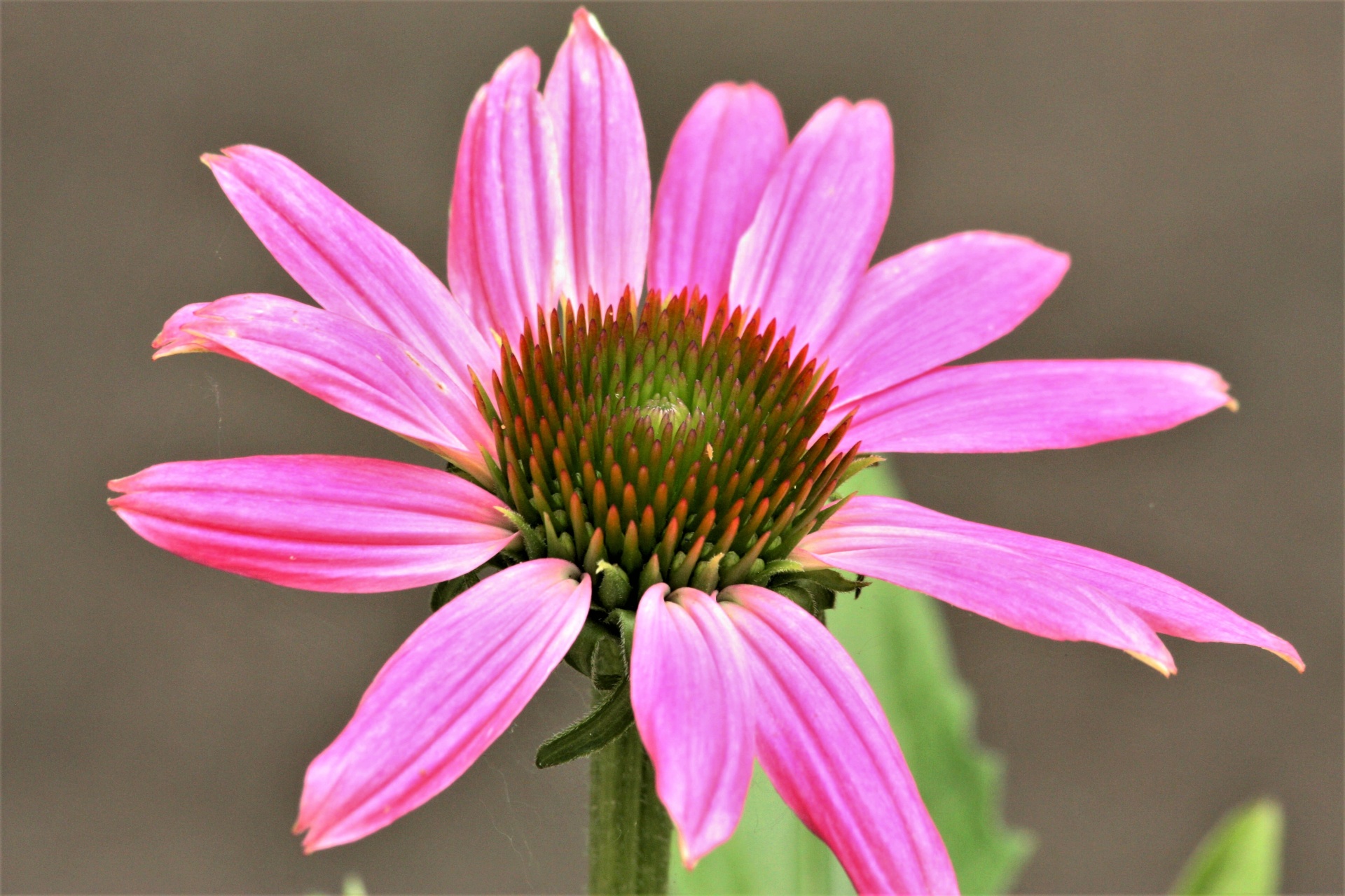 Pink Coneflower Close-up Free Stock Photo - Public Domain Pictures