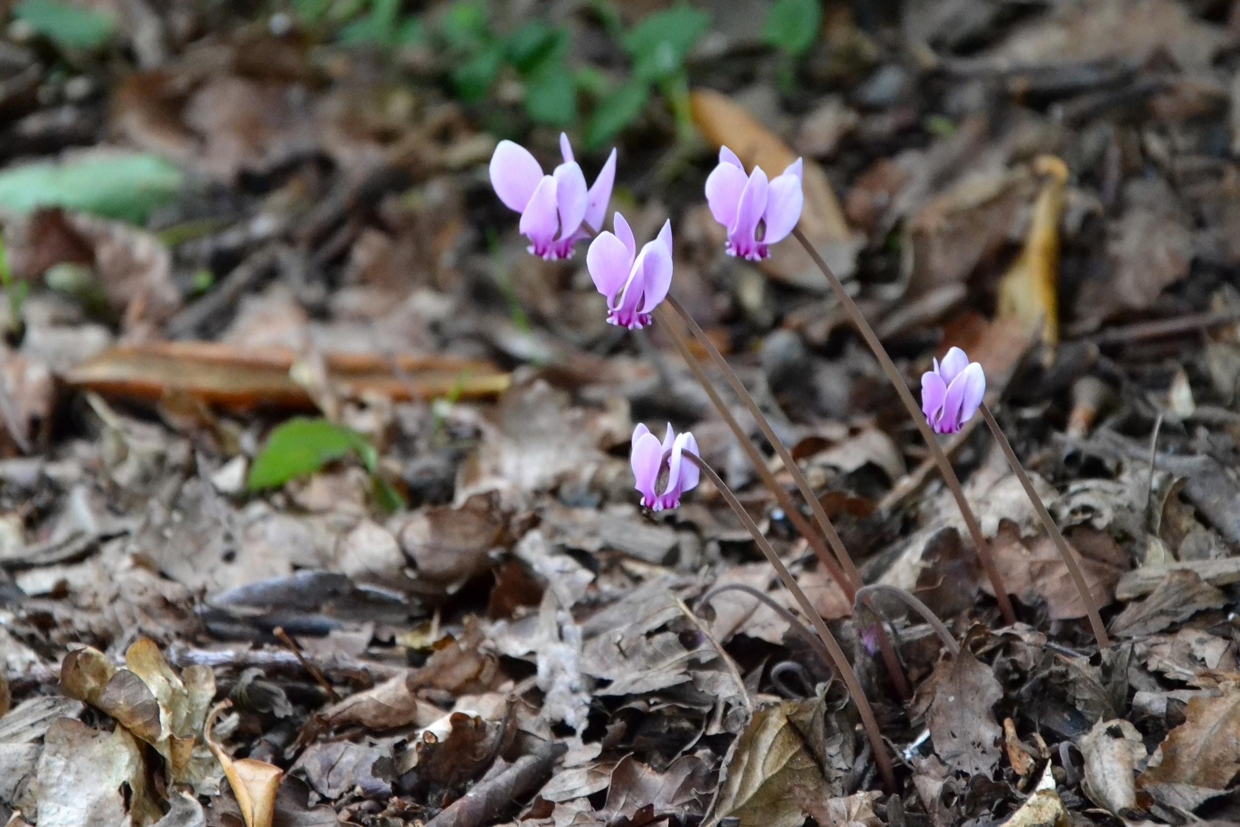 Pink cyclamen, Bloom, Leafless, Tuber, Tiny, HQ Photo