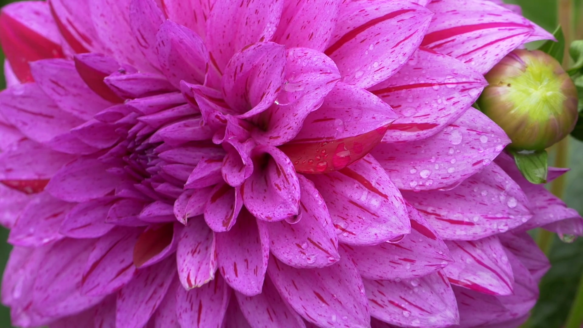 Pink Dahlia flowers with water drops after rain at Butchart Gardens ...