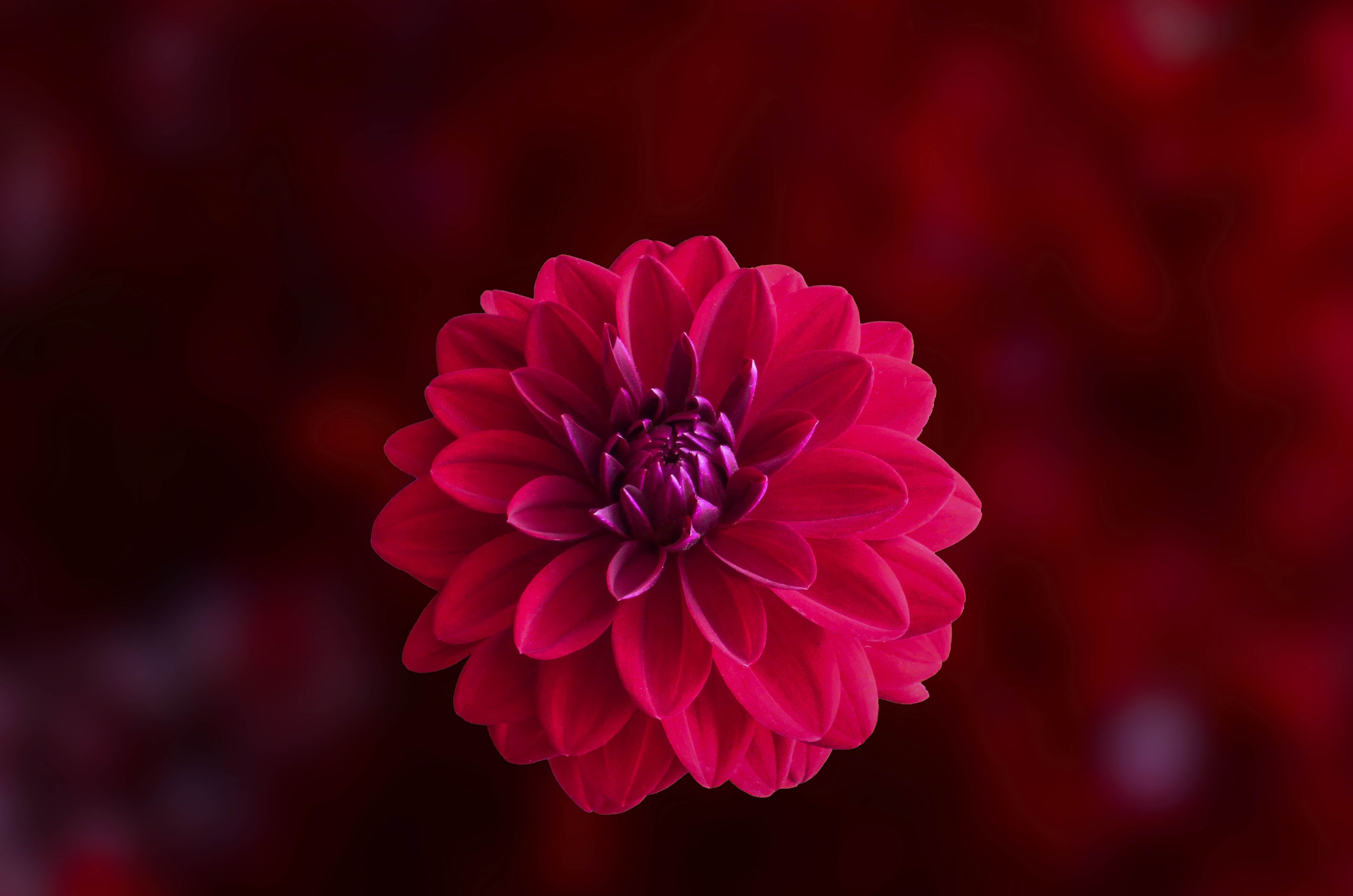 Pink dahlia flower in bloom close-up photo