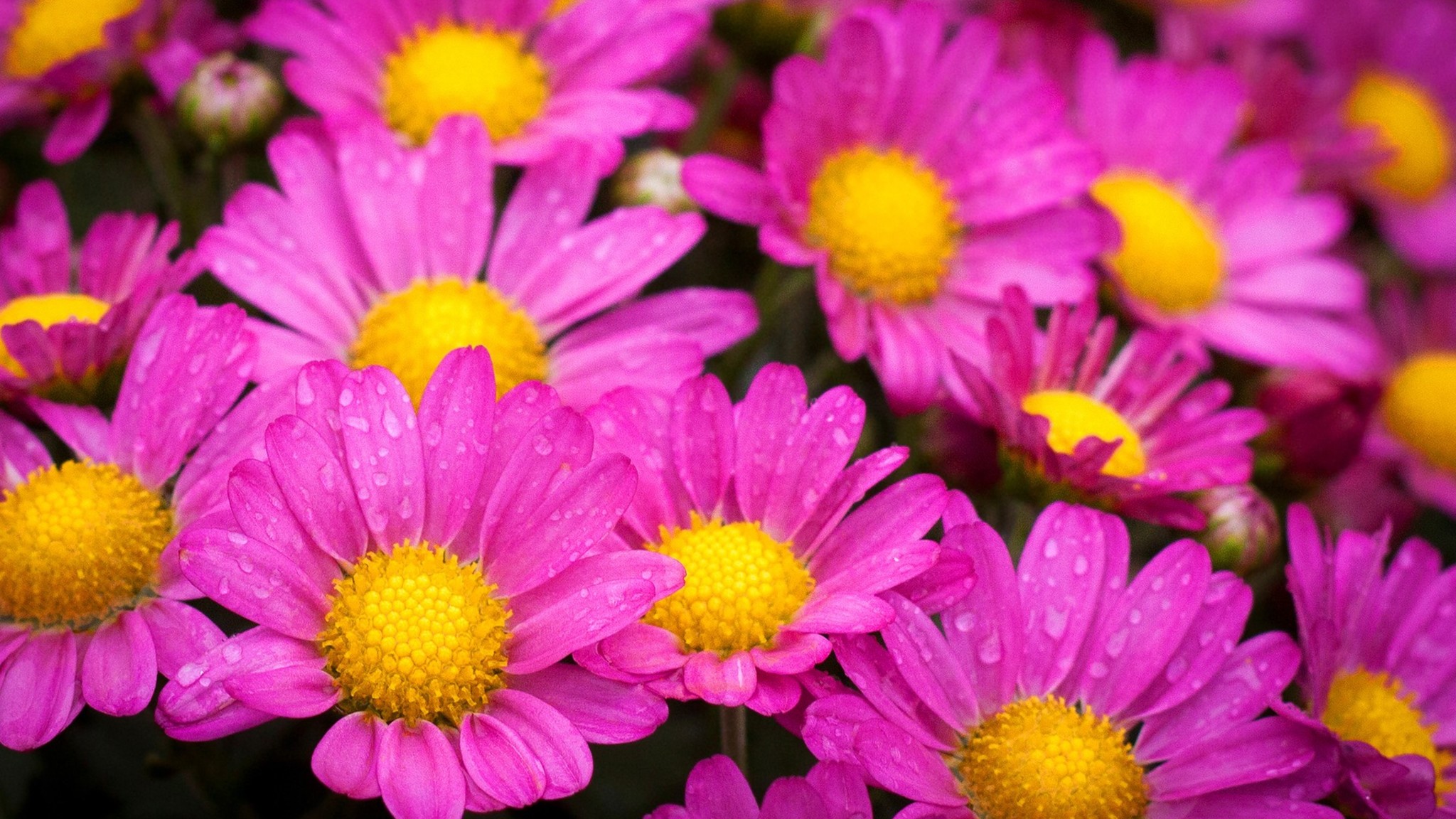 2048x1152 Water Drops On Pink Daisies 2048x1152 Resolution HD 4k ...