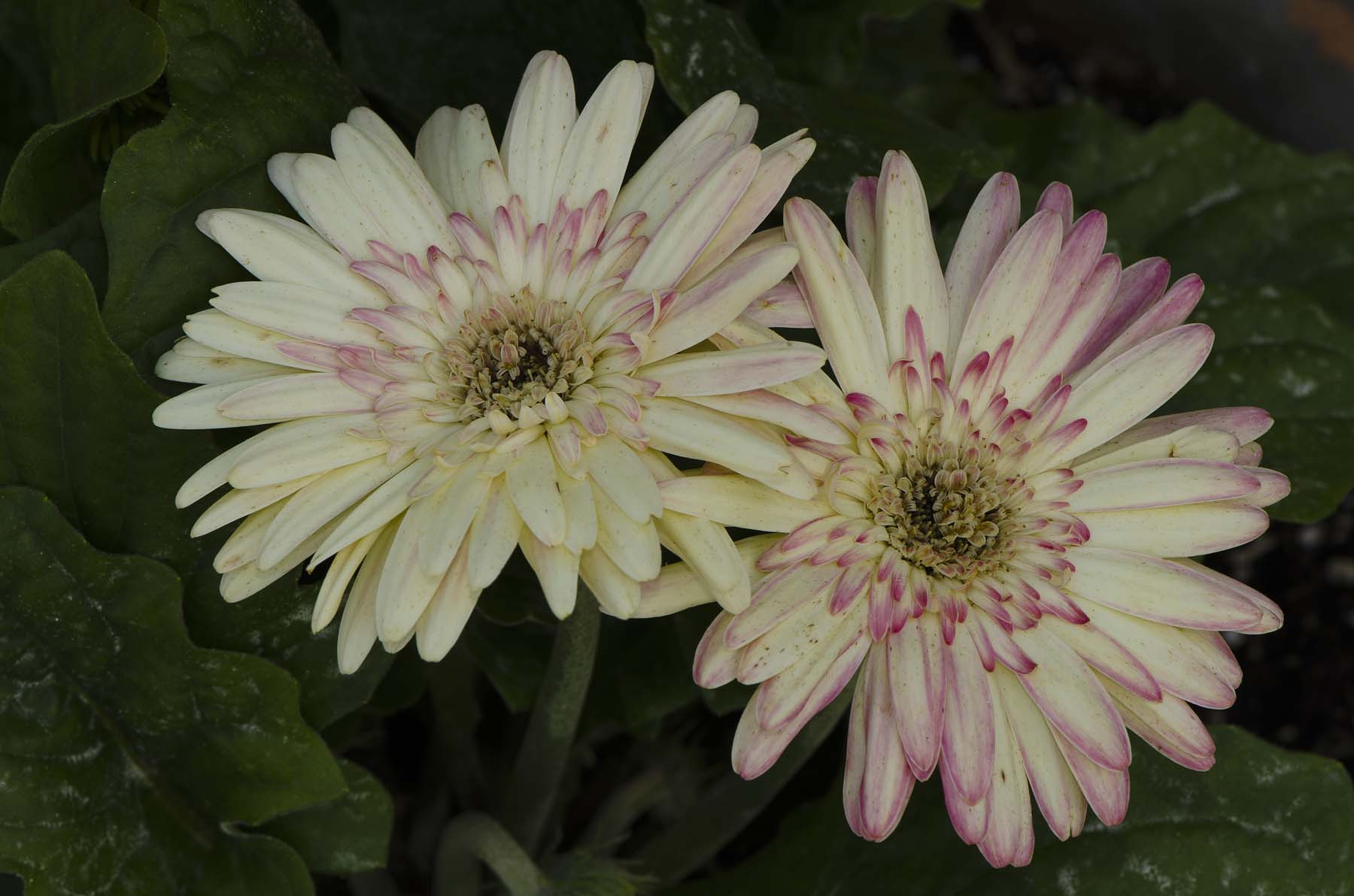Pink and White Gerber Daisies - Ray Parisi Jr. Photography