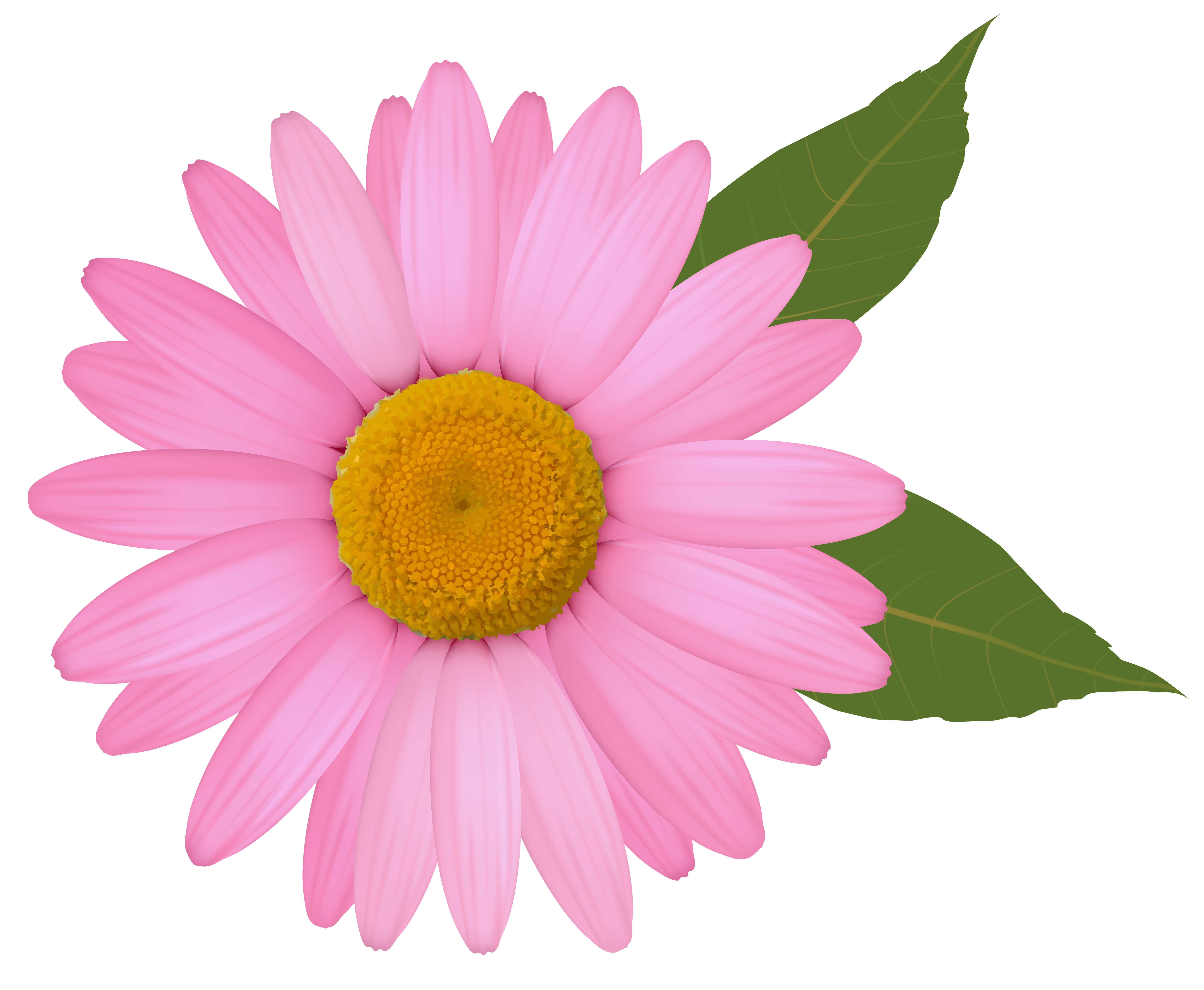 Pink daisy photo