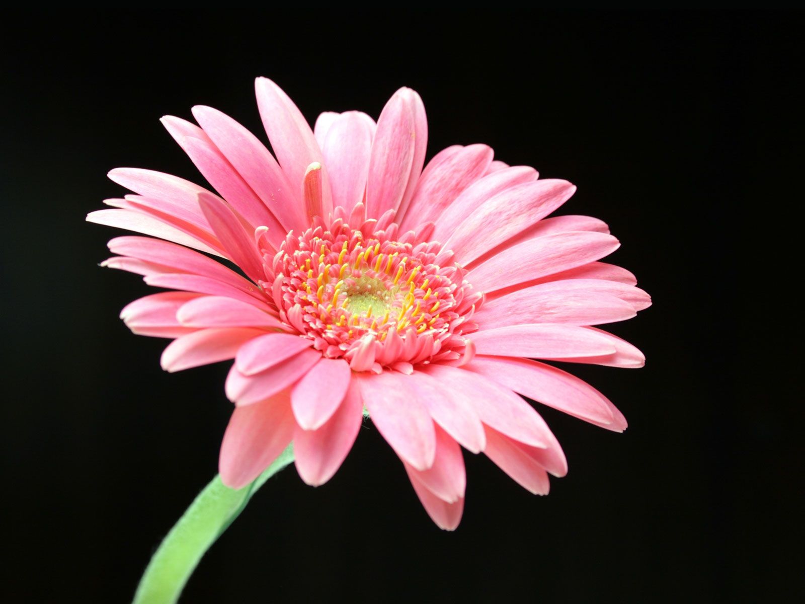 Pink Daisy | Pink Daisy Wallpapers | HD Wallpapers | Draw flowers ...