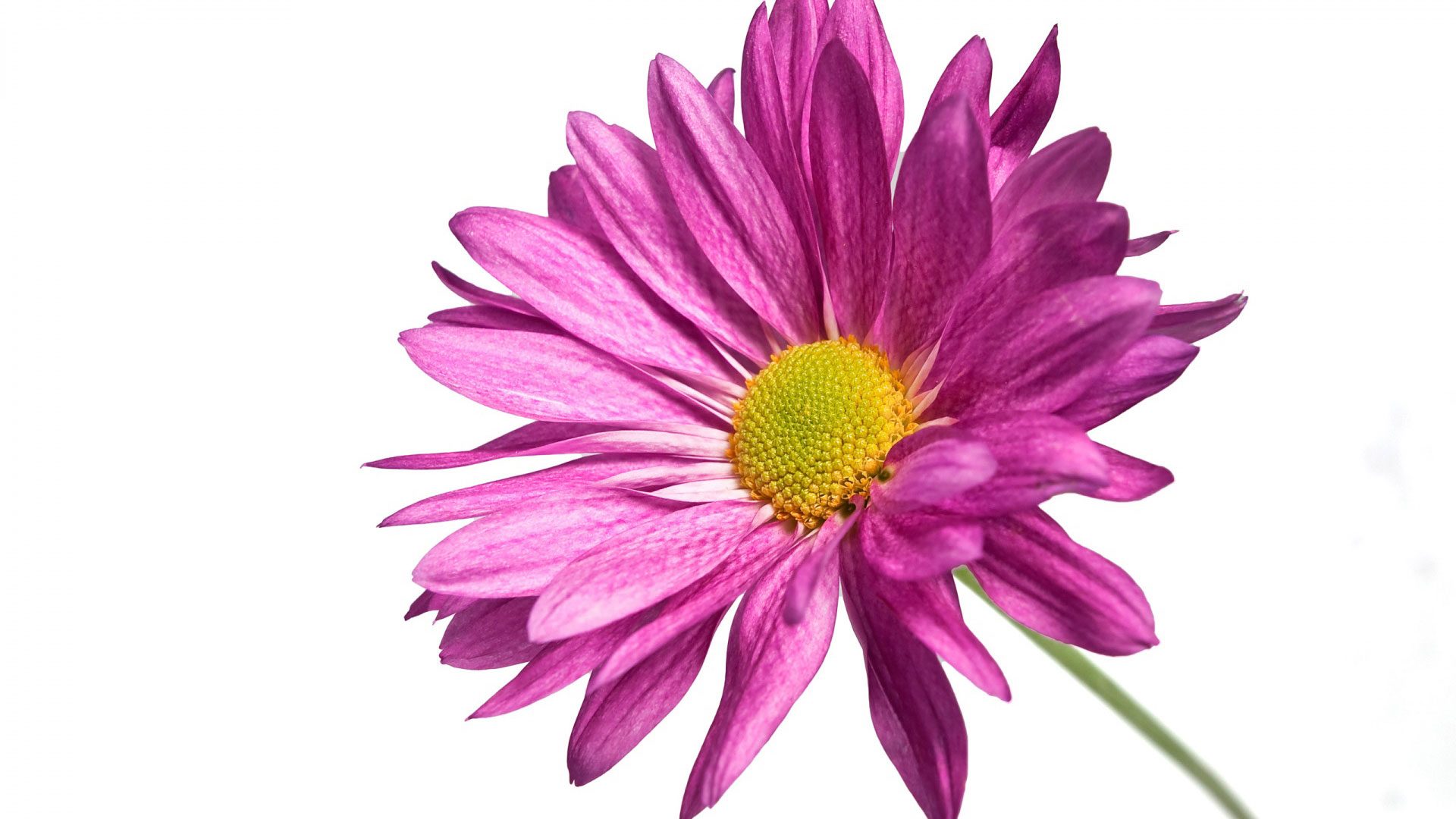 Flower Picture HD pink daisy 1080p HD - HD Wallpapers and Desktop ...