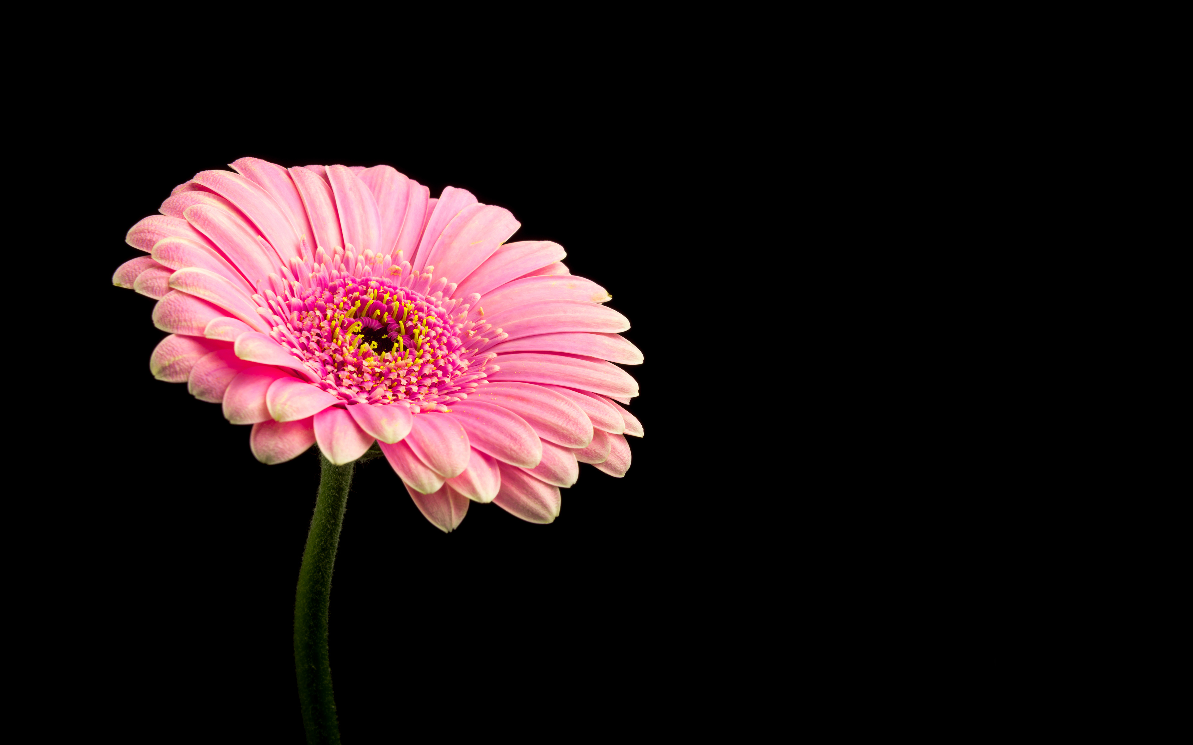 Pink Daisy Wallpaper - Photography Iphone HD Wallpapers