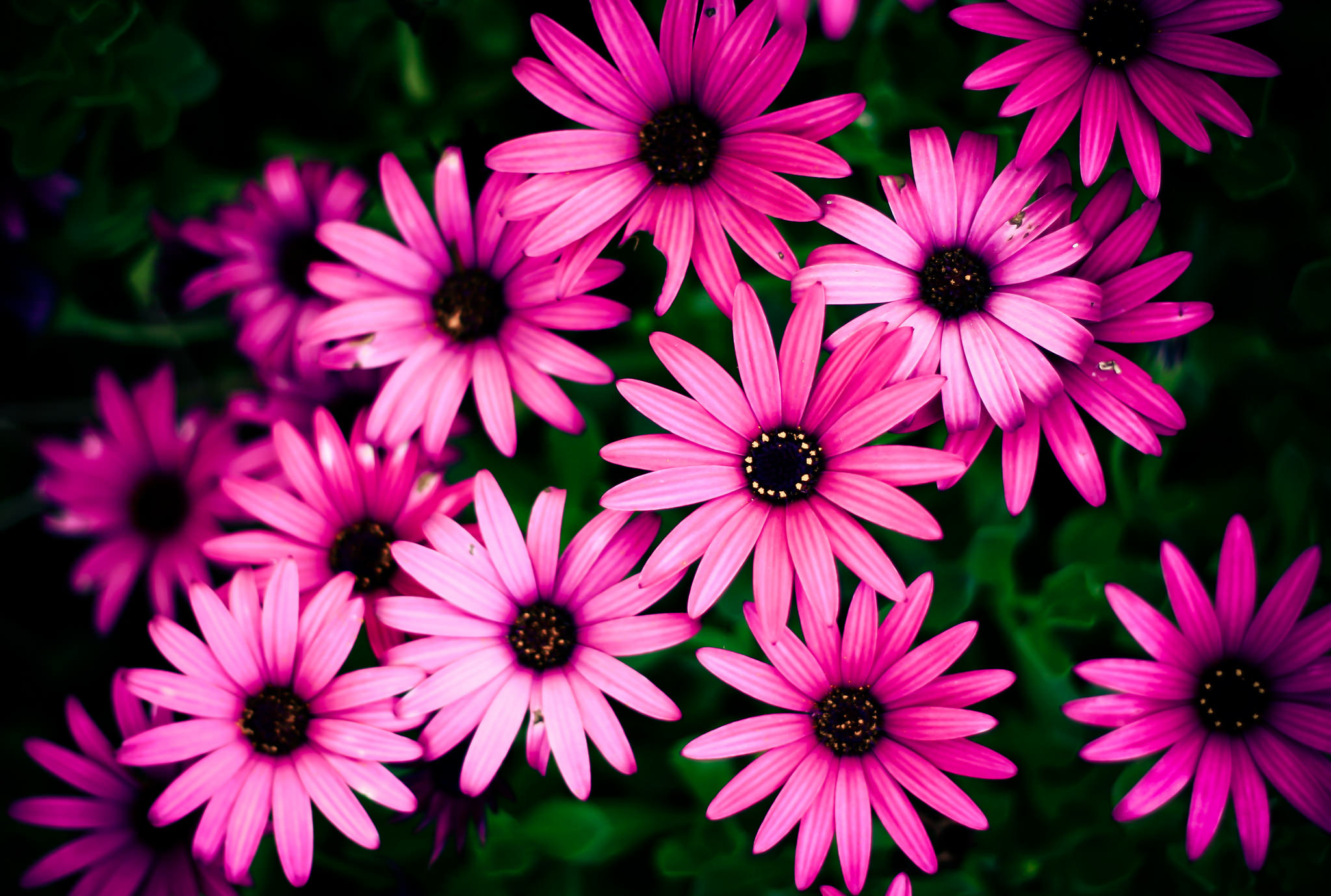 Pink Daisy Backgrounds - Photography Iphone HD Wallpapers