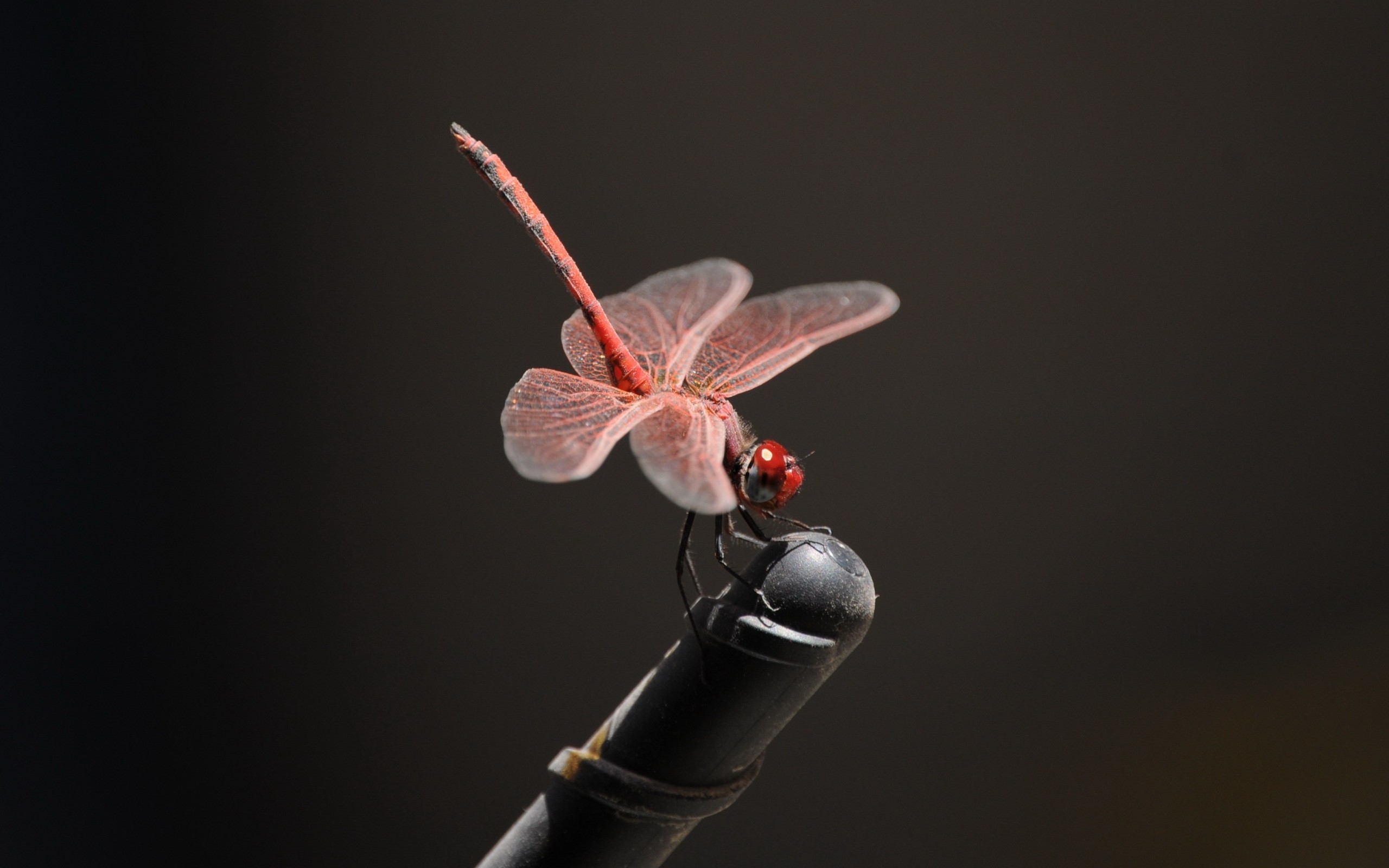 Pink dragonfly / 2560 x 1600 / Macro / Photography | MIRIADNA.COM