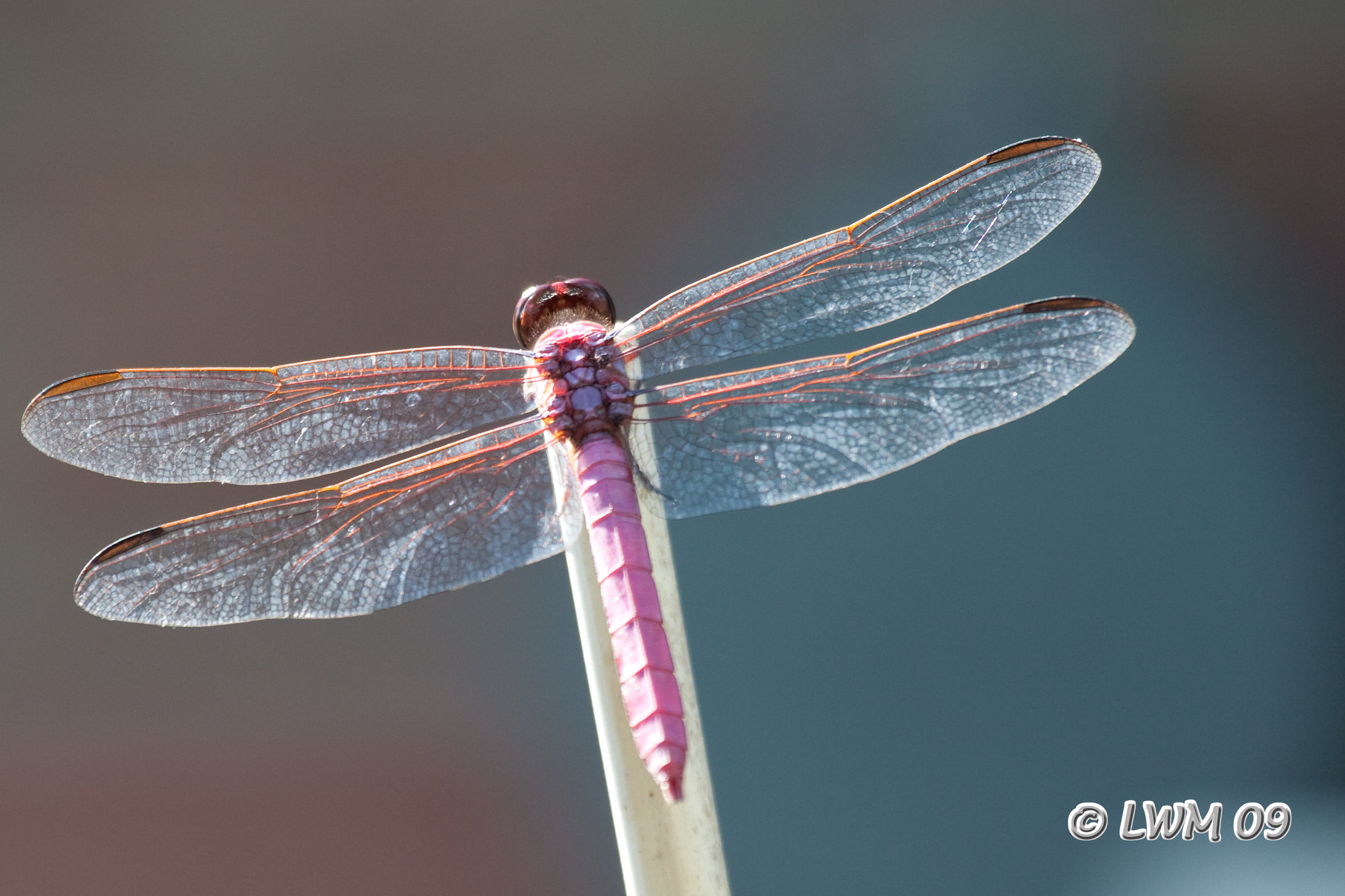 Pink Dragonfly | Texdr's Blog