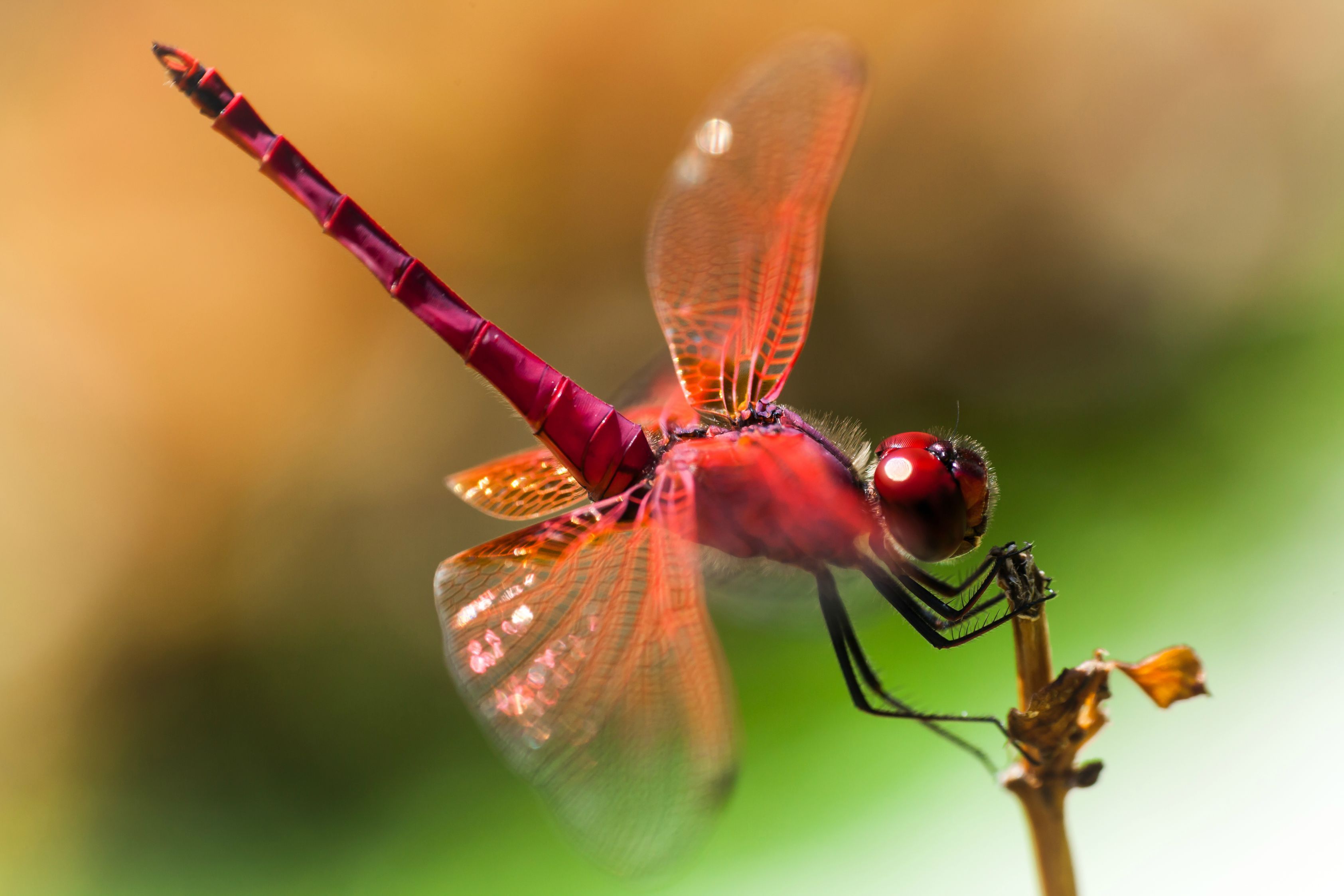 Happy Sunday! Here's a pretty pink dragonfly for you. | AwePhotos ...
