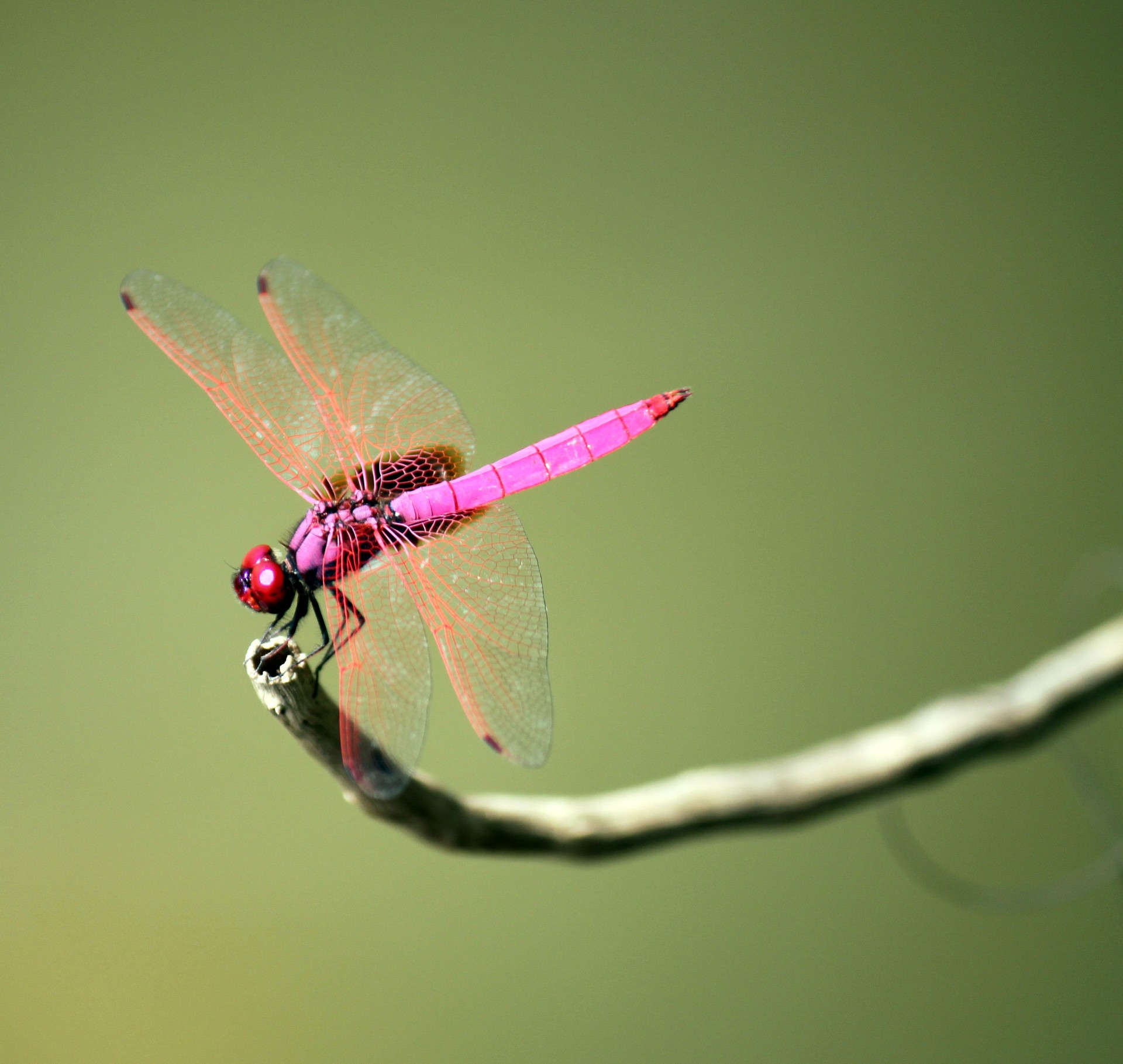 Pink Dragonfly On The Stick Free Stock Photo - Public Domain Pictures