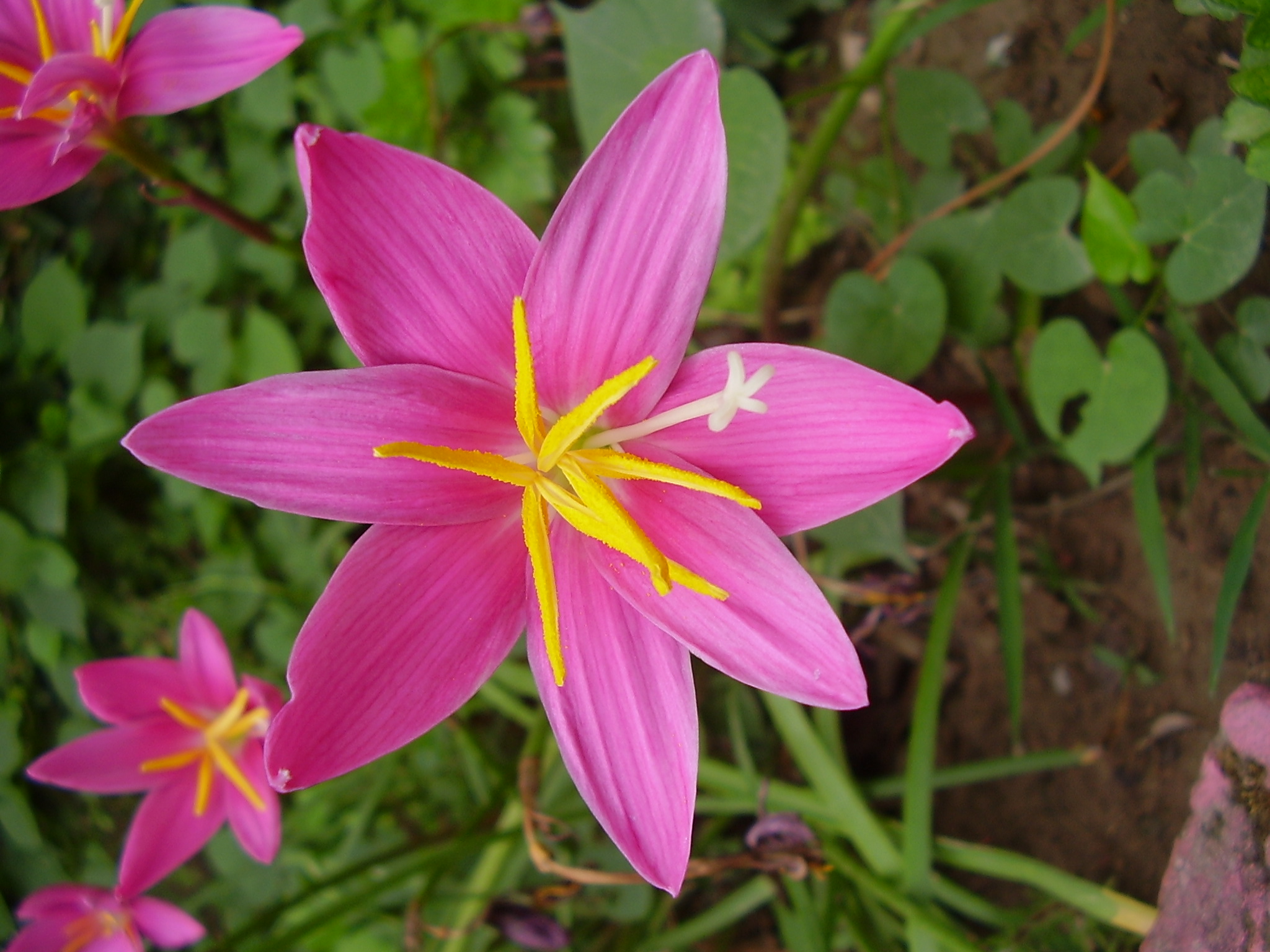 File:Pink Fairy Lily.JPG - Wikimedia Commons