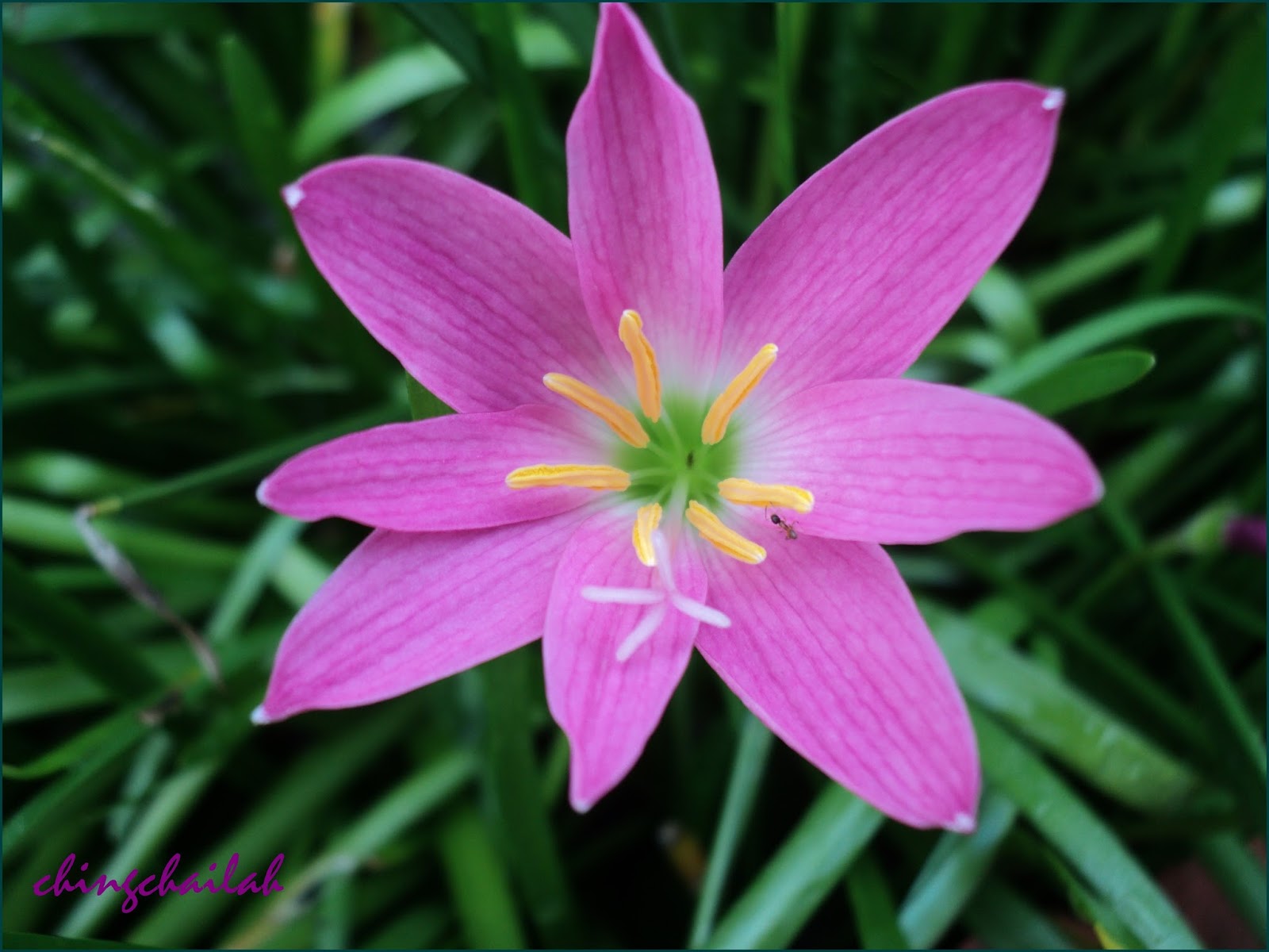 Simple Living In Nancy: GROWING PINK FAIRY LILY OR RAIN LILY IN MY ...
