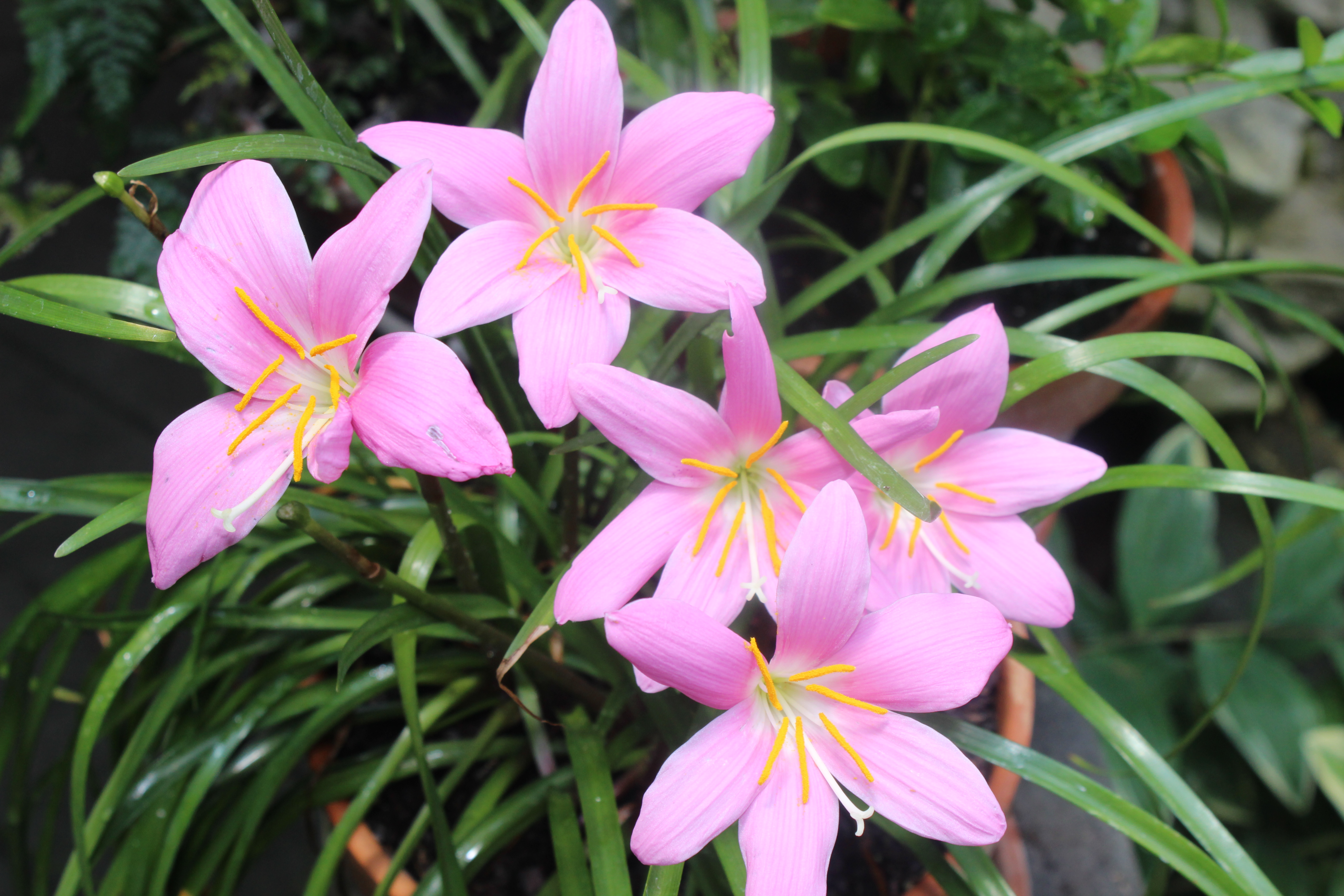 Fairy Lily Surprise – floweralley