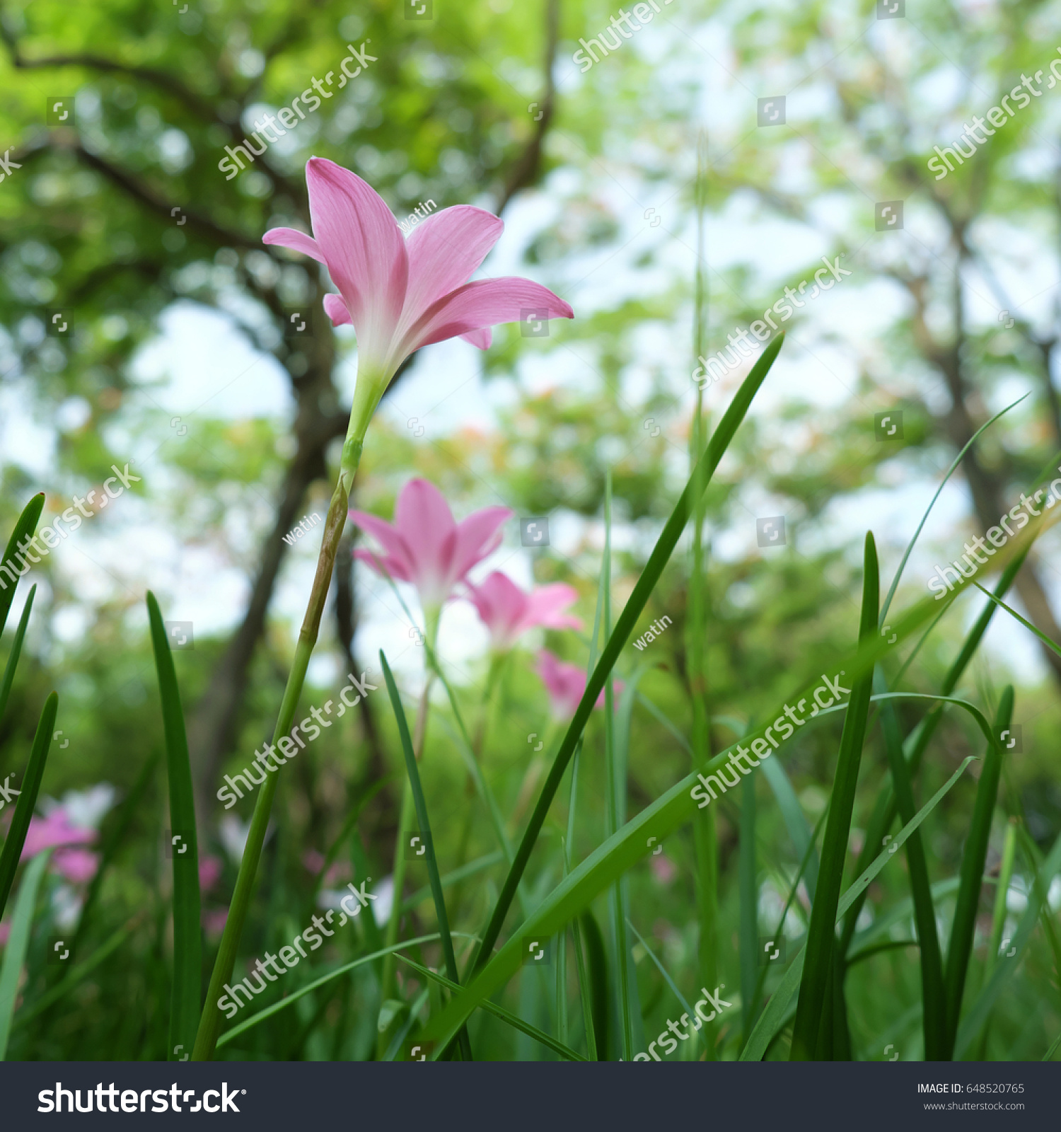 Pink Beautiful Fairy Lily Garden Ant Stock Photo 648520765 ...