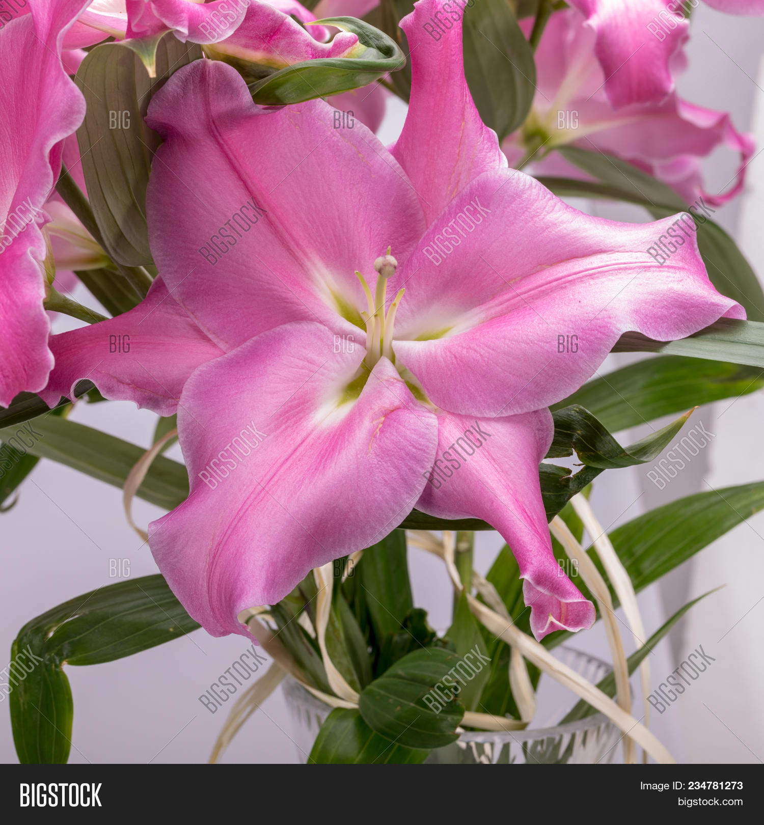 Close- Pink Liles Flowers. Common Image & Photo | Bigstock