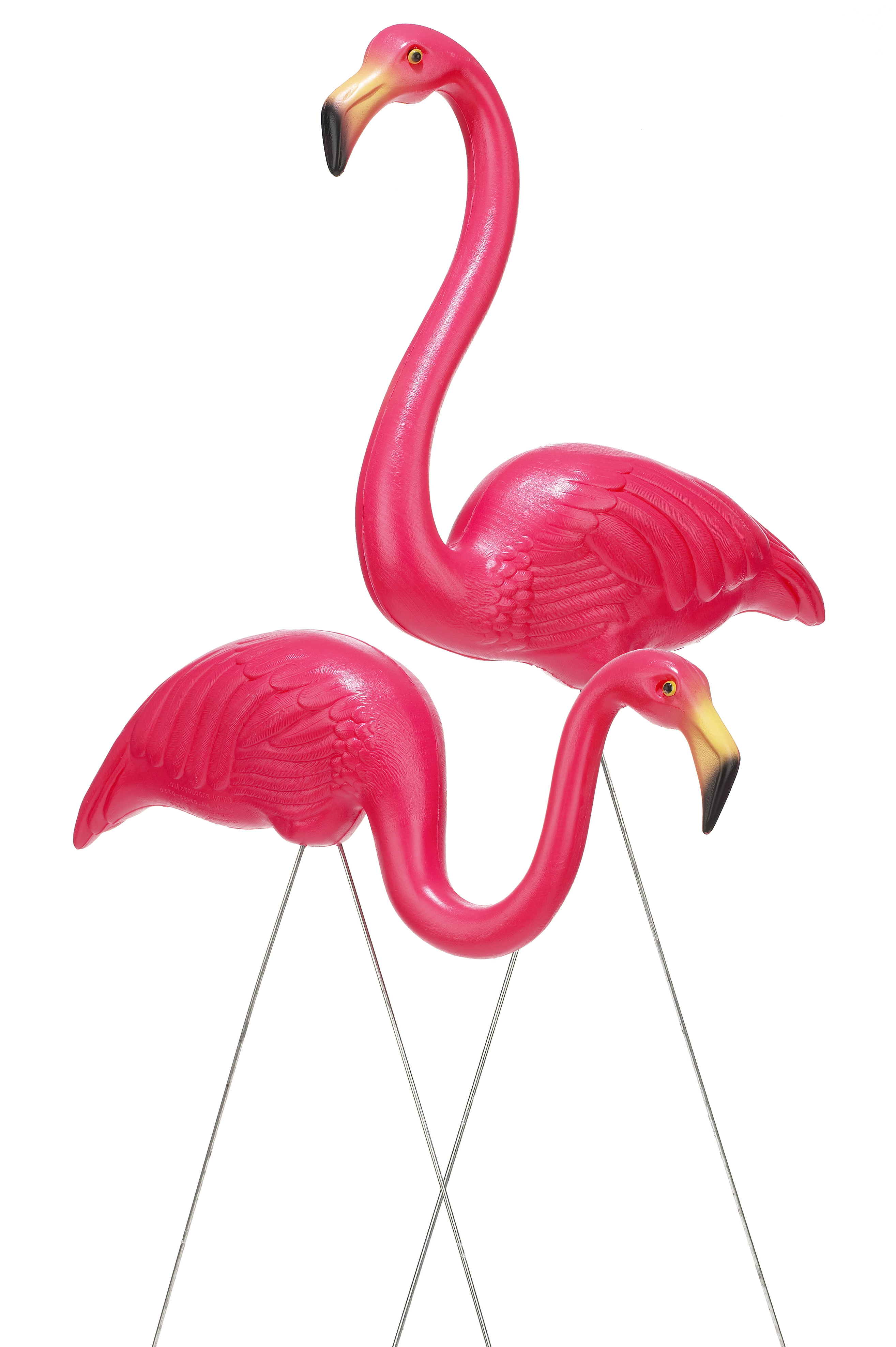 Pink Flamingo Day (May 29) - Arizona Pet Vet