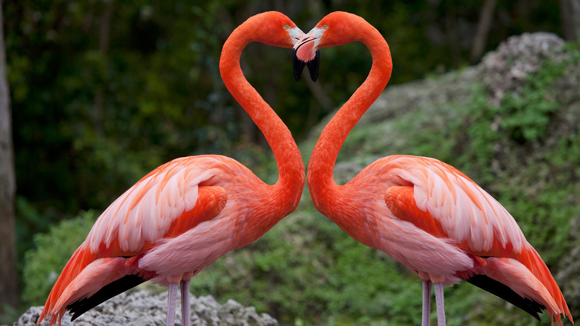 Pink flamingos with heart shaped necks, Miami, Florida, USA ...