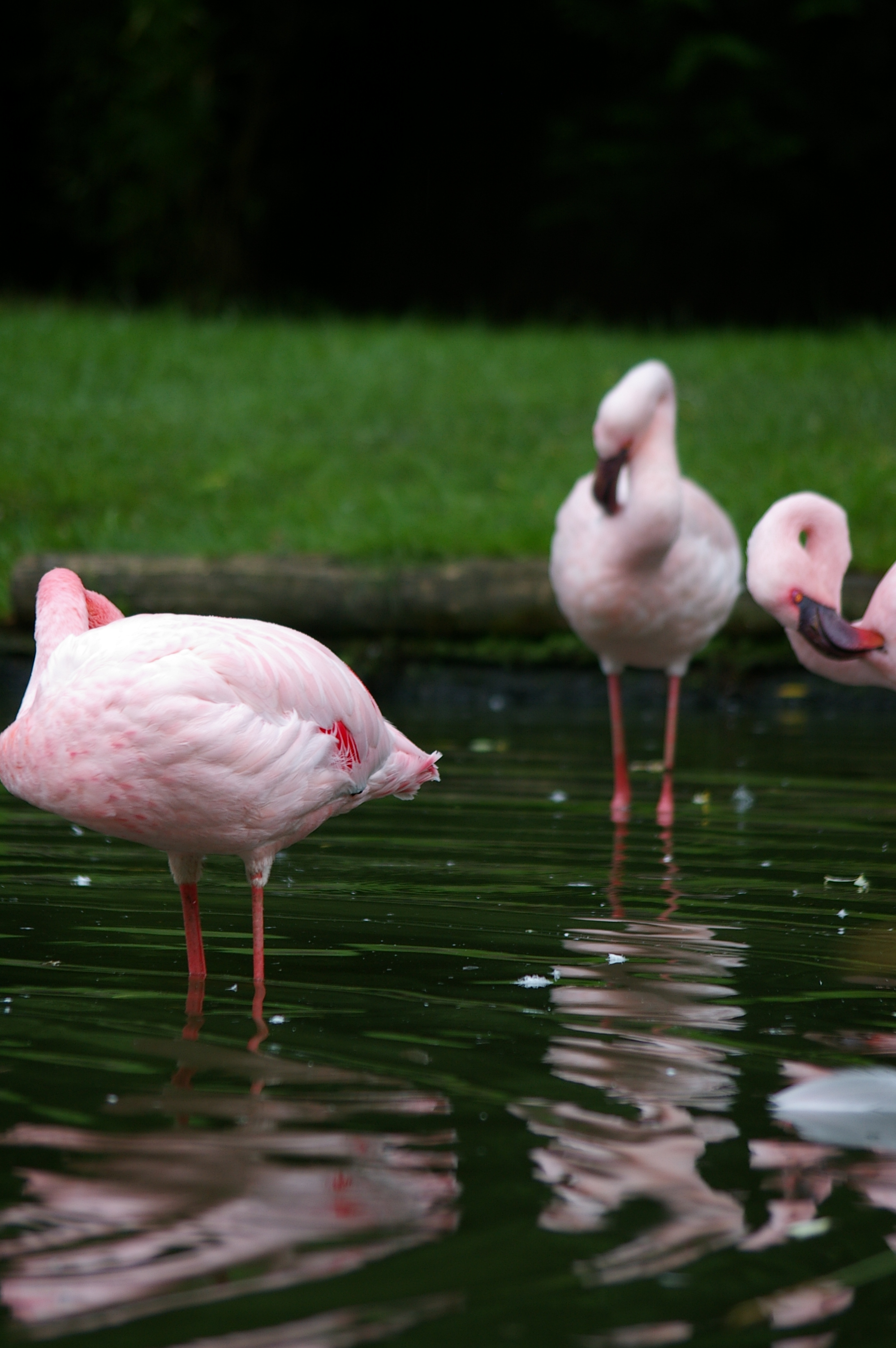 Pink flamengos photo