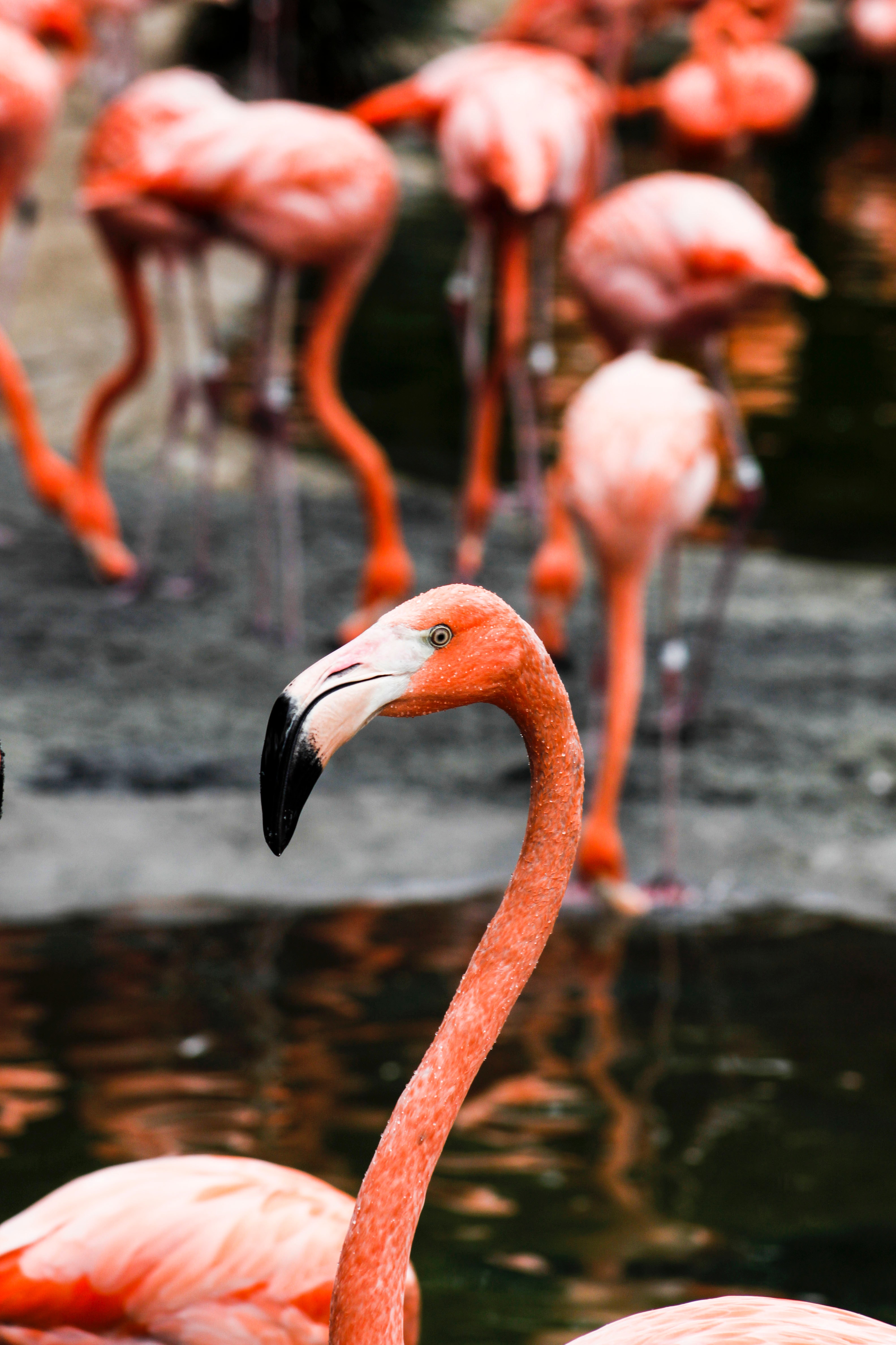Free Photo Pink Flamingo Animals Lake Wildlife Free Download