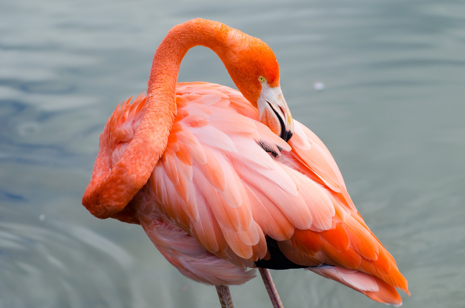 Pink Flamingo Free Stock Photo - Public Domain Pictures