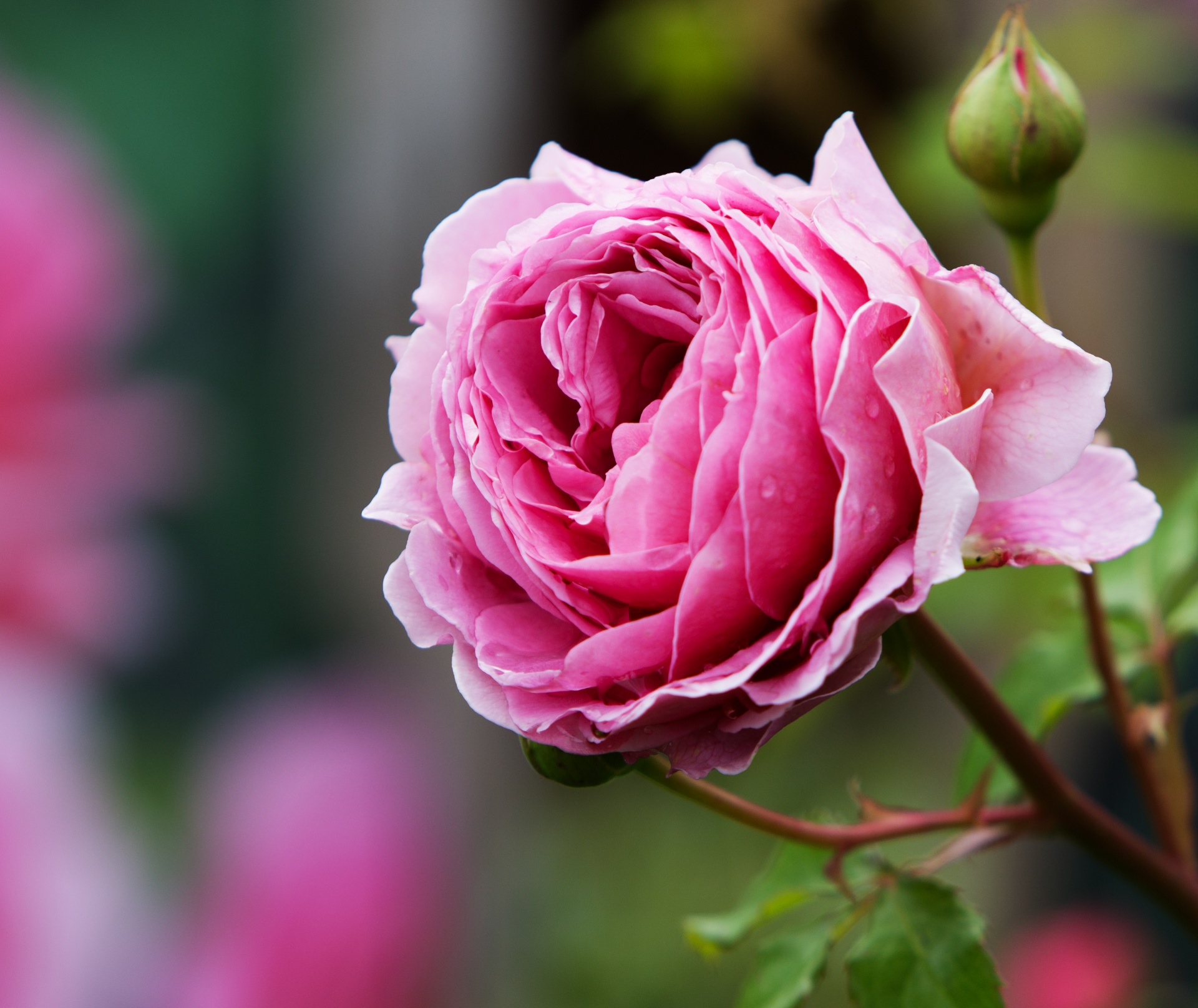 Rose Pink Flower Free Stock Photo - Public Domain Pictures