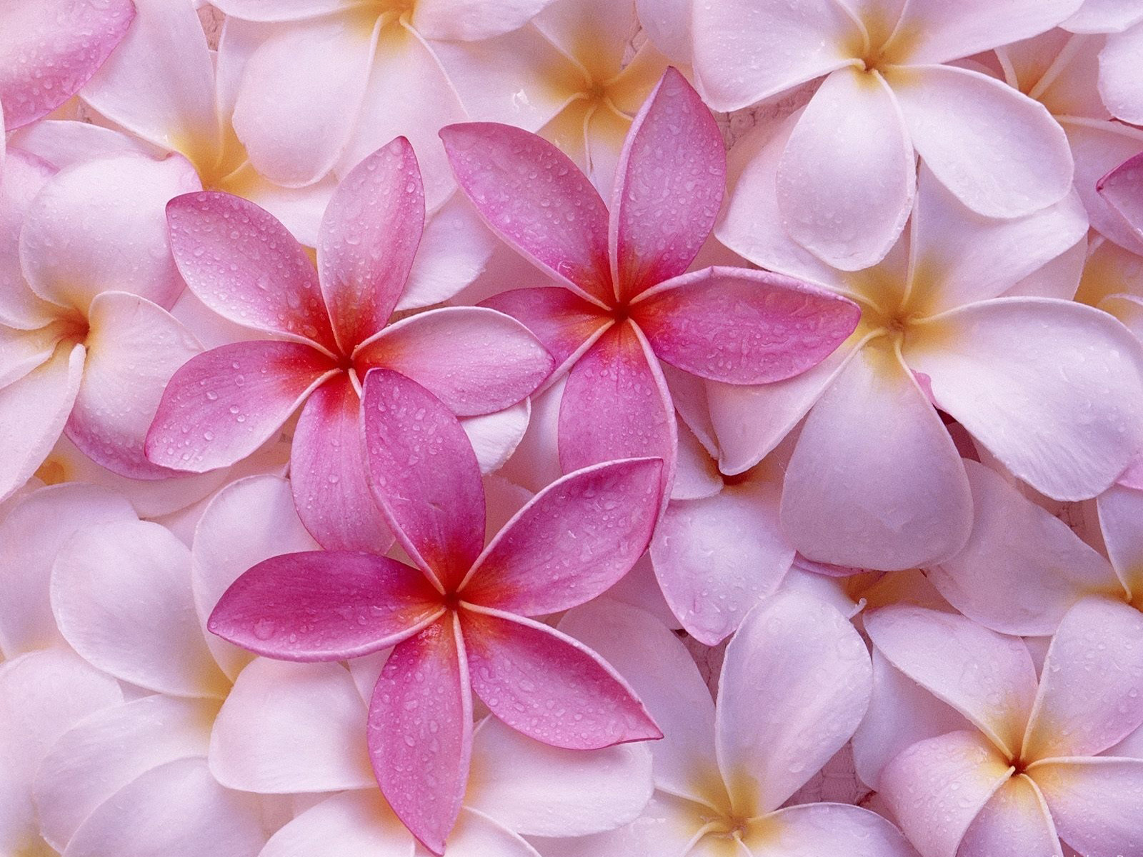 pink flowers wallpaper 10290 | flowers | Pinterest | Flower wallpaper