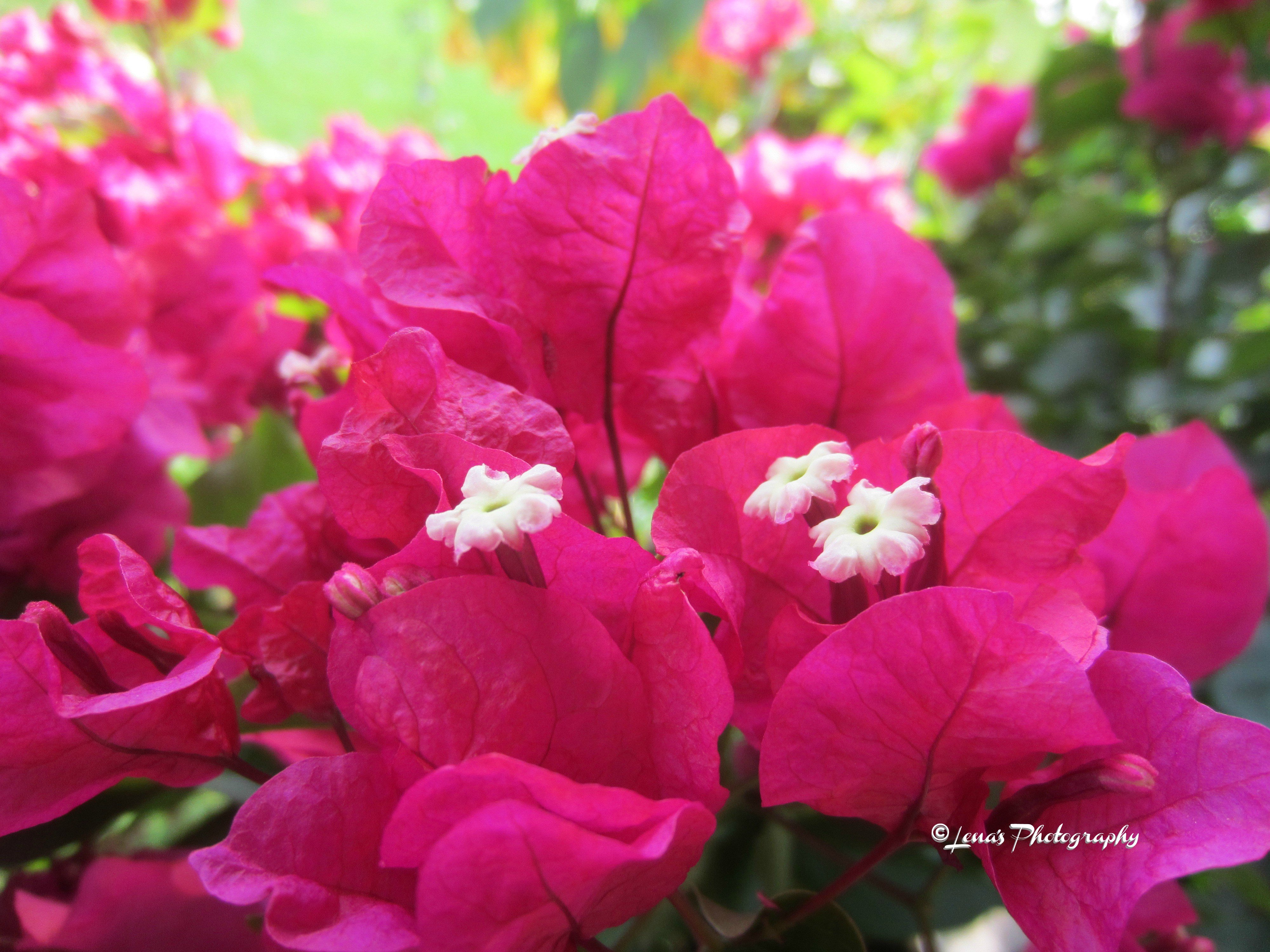 VIBRANT BOUGAINVILLEA for PINK FLOWER DAY 