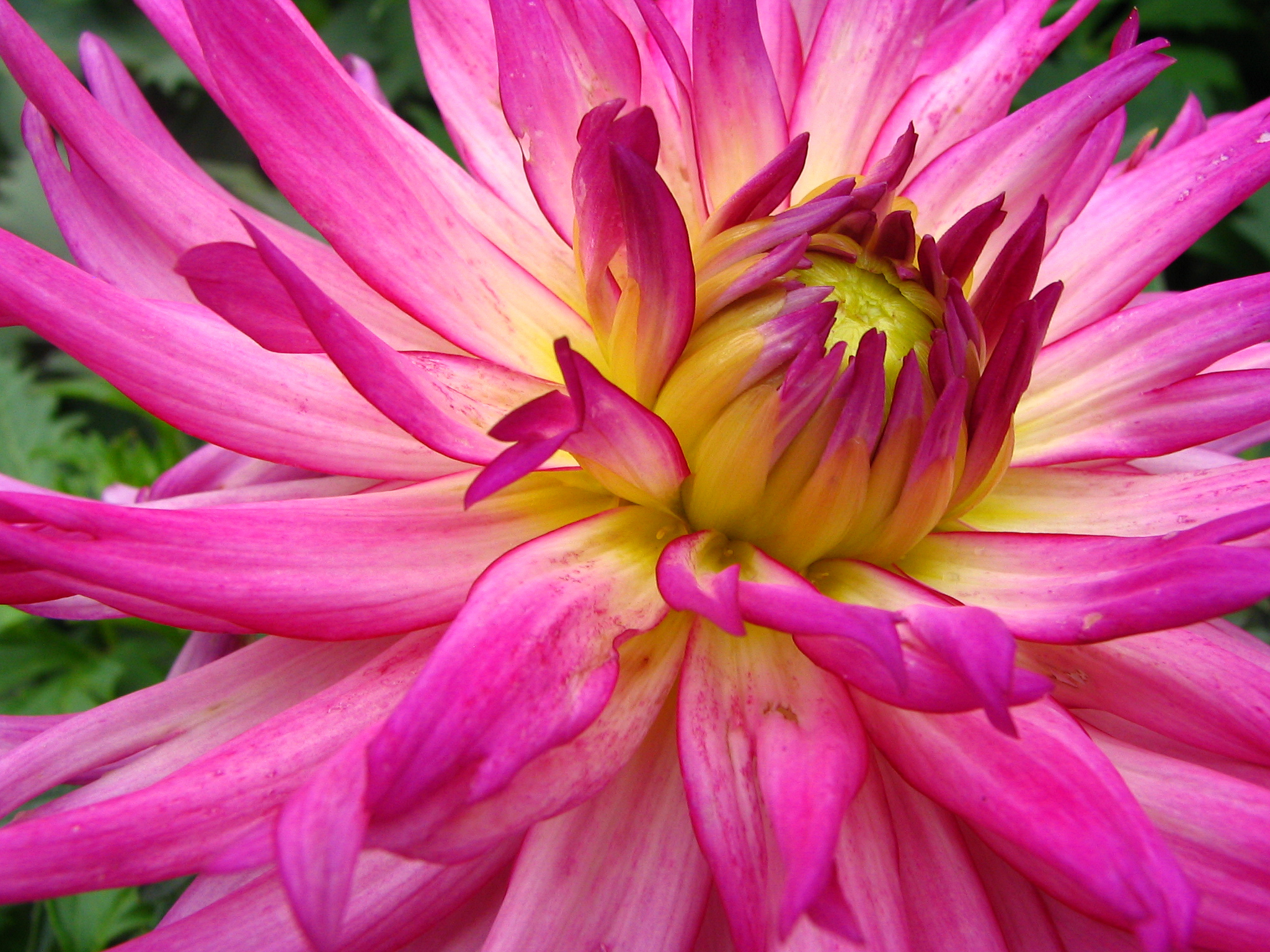 File:Unidentified Pink Flower Closeup 2048px.jpg - Wikimedia Commons