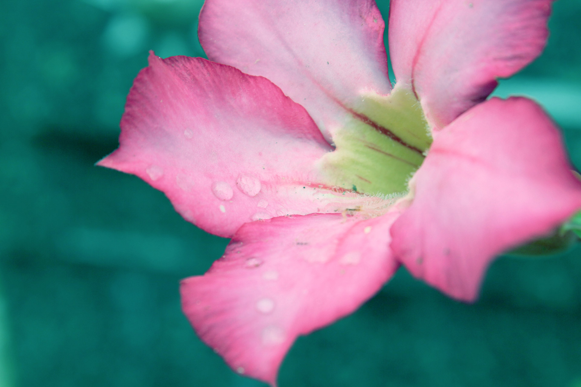 Baby Pink Flower Free Stock Photo - Public Domain Pictures