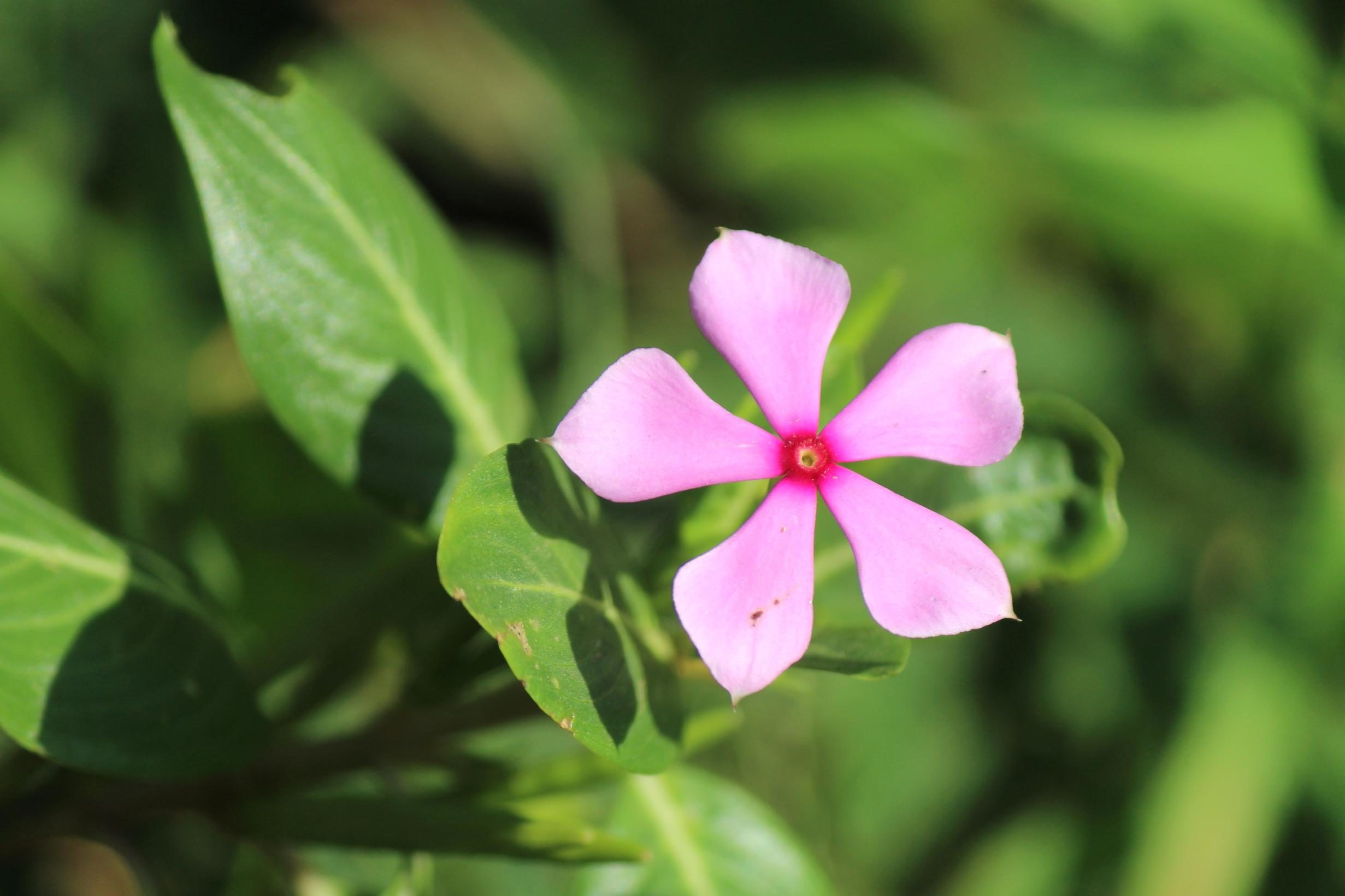 Free picture: pink, flower, petal, blossom, bloom, plant, herb