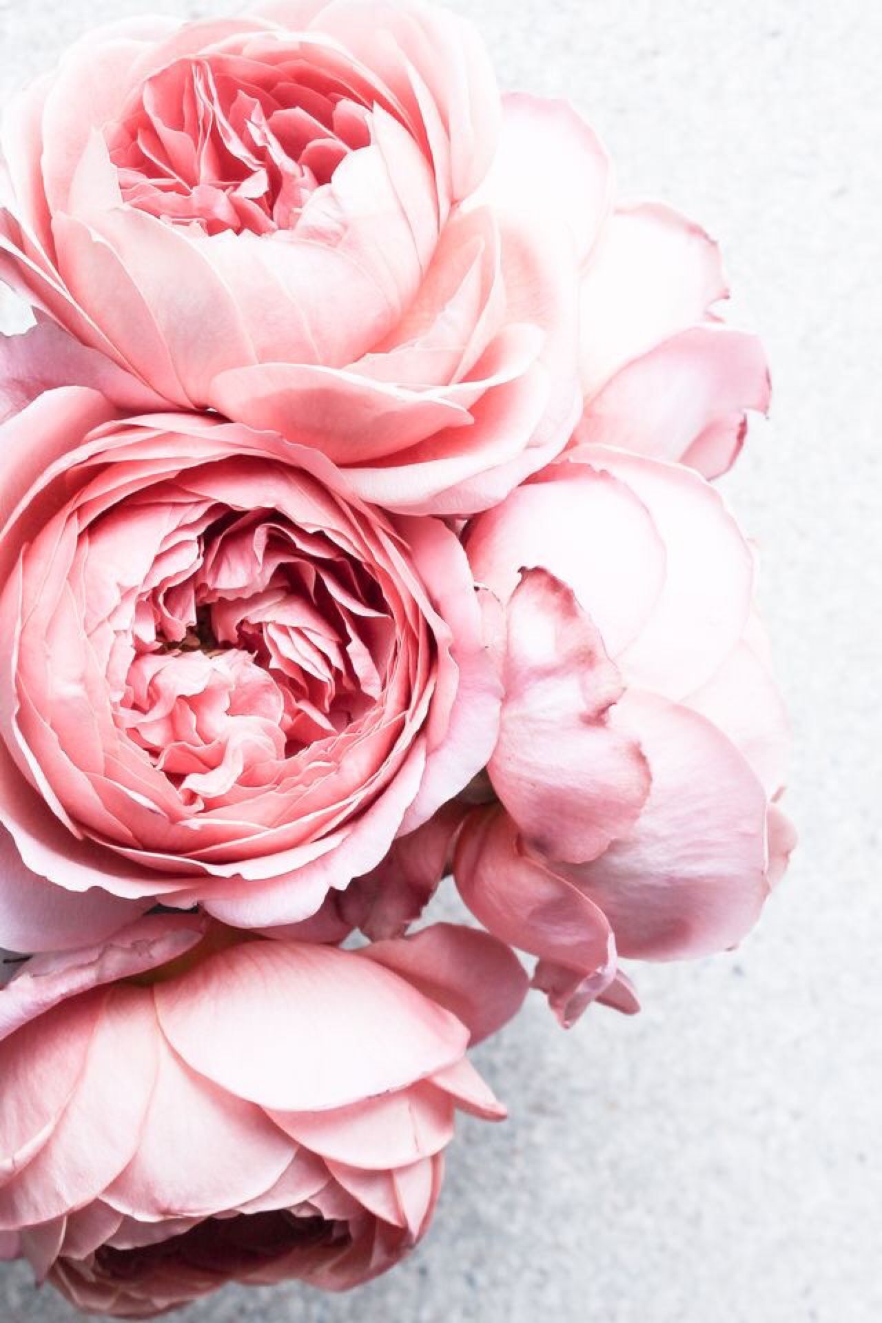 Soft Pink and Pretty June 19, 2016 | Peony, Flowers and Rose