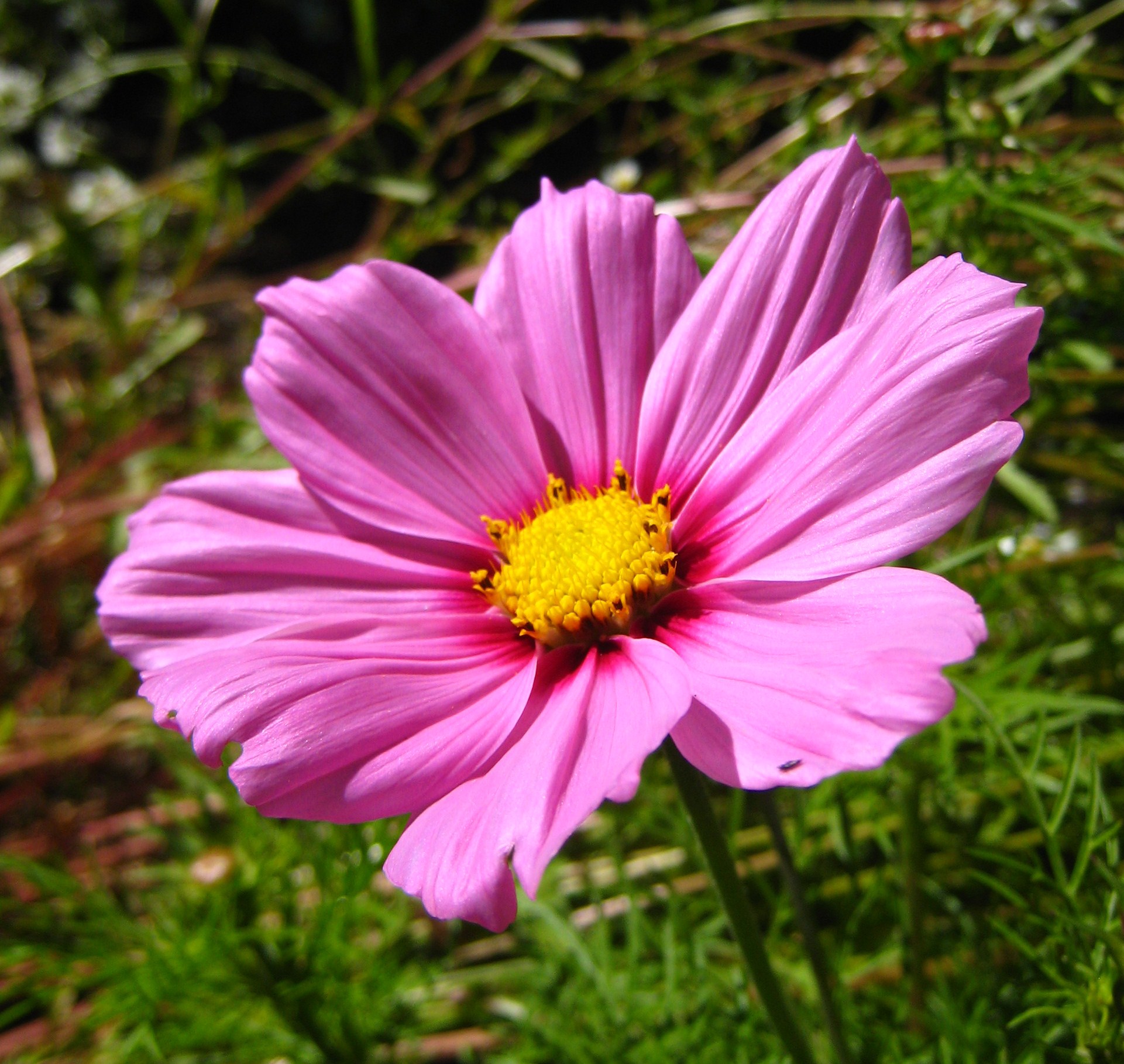 File:Pink flower 02 Orcas.JPG - Wikimedia Commons