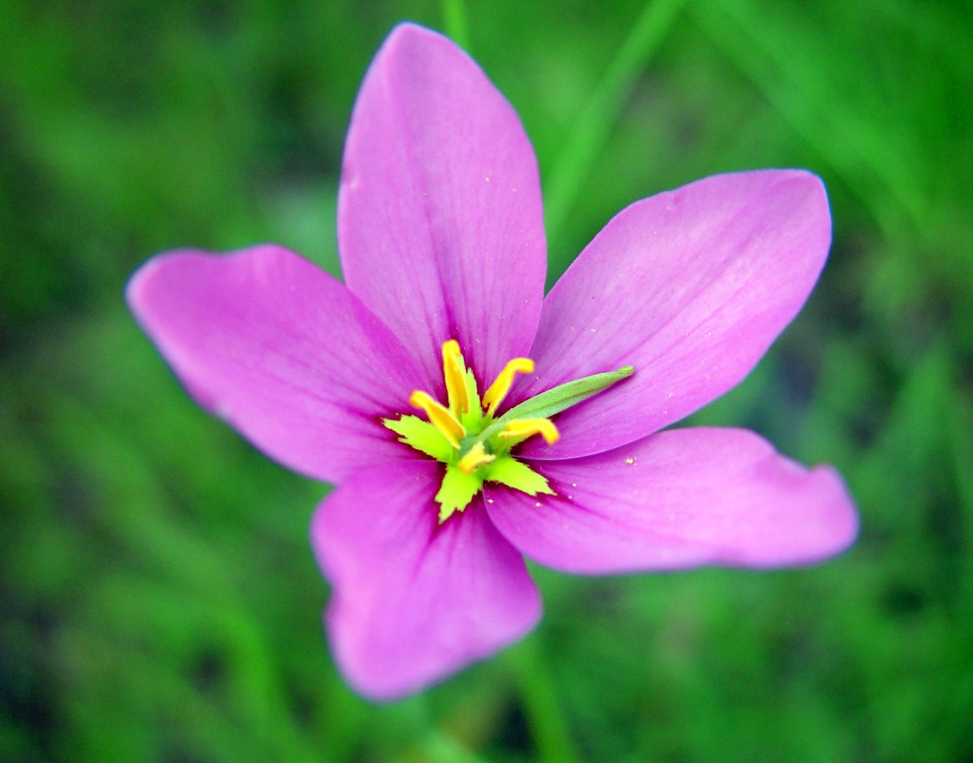 File:A Florida native pink flower found in wetland areas.jpg ...