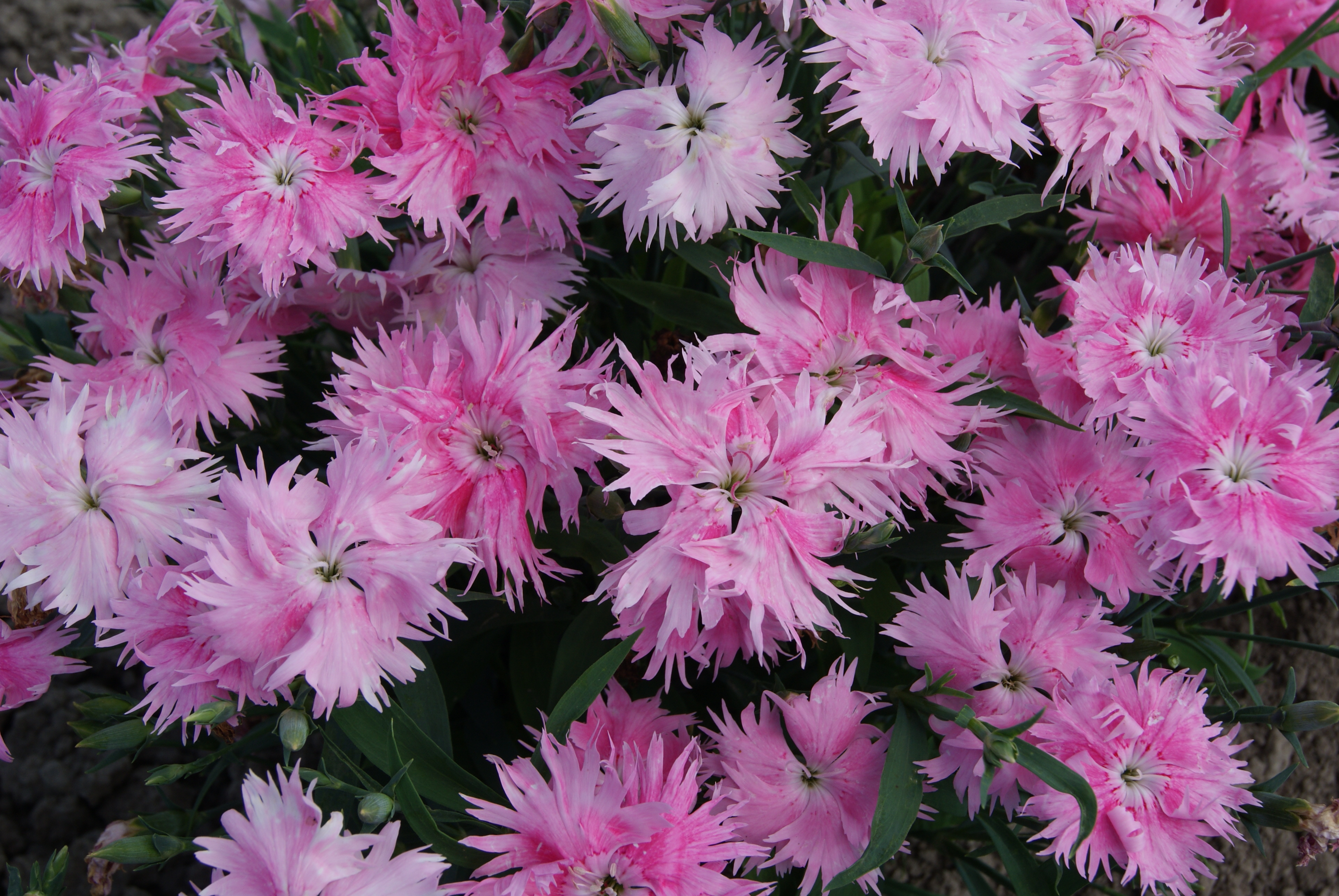 Dianthus Interspecific Supra Pink F1 | All-America Selections
