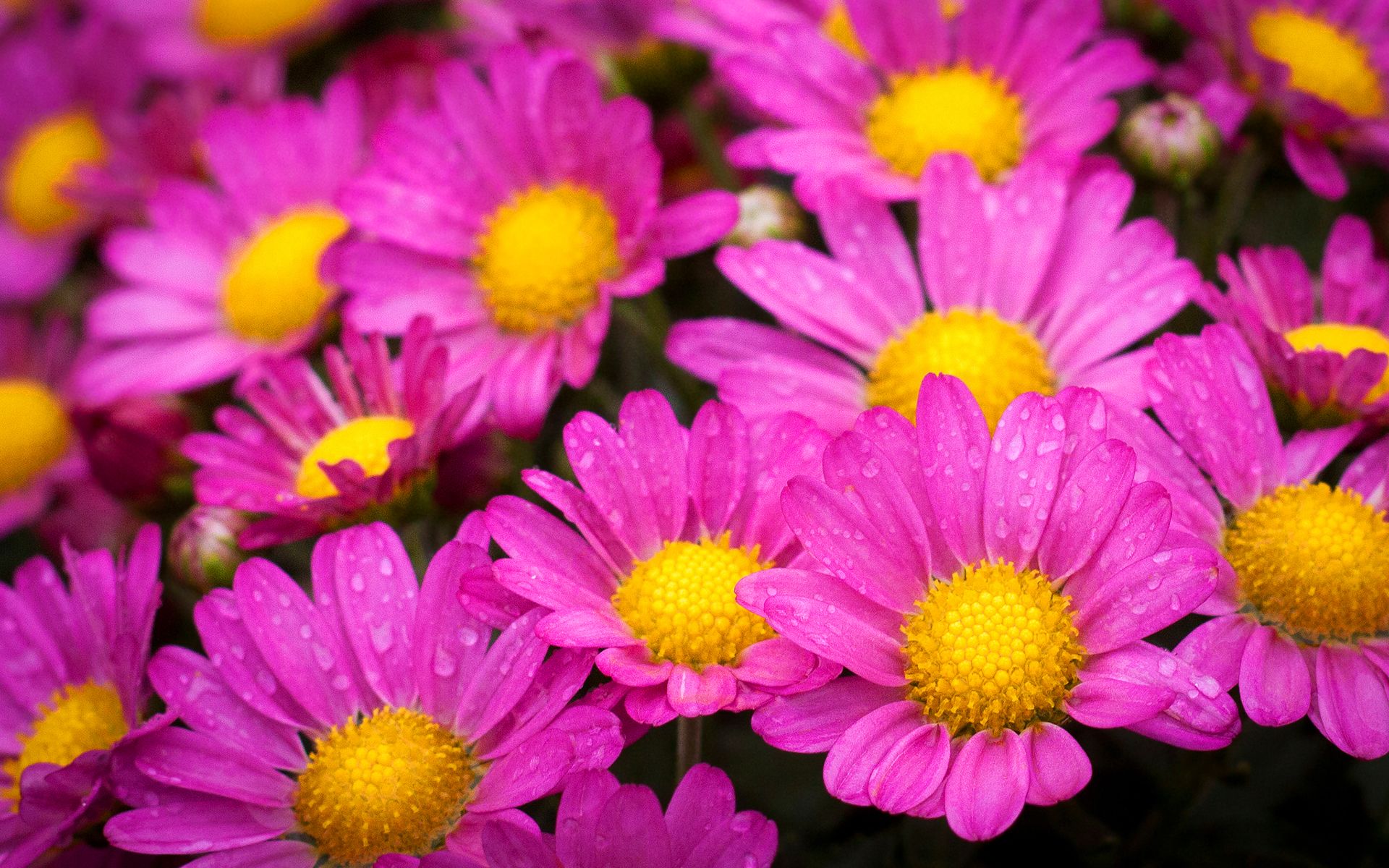 Beautiful Pink Flowers 19329 1920x1200 px ~ HDWallSource. | Pink ...