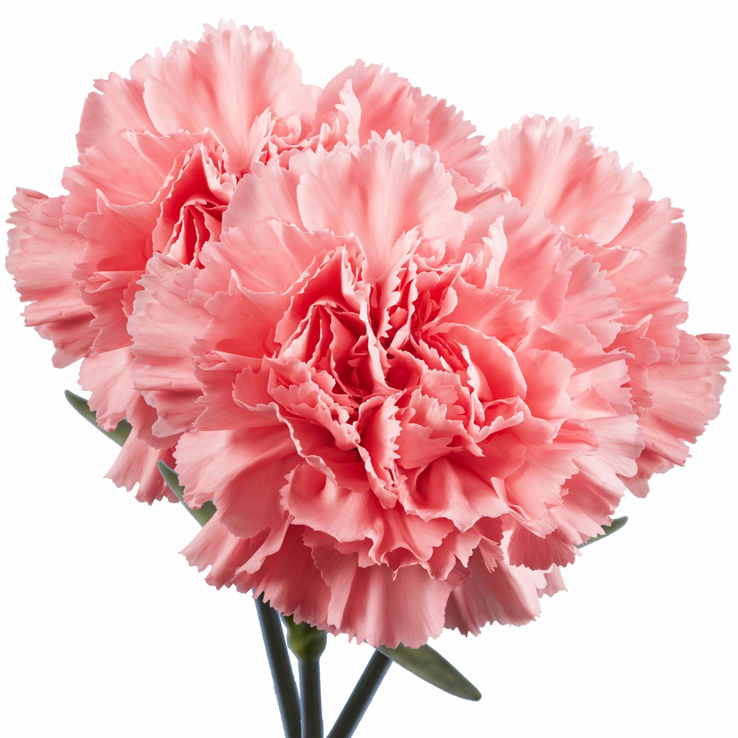Amazon.com : GlobalRose 100 Mother´s Day Pink Carnations - Fresh ...