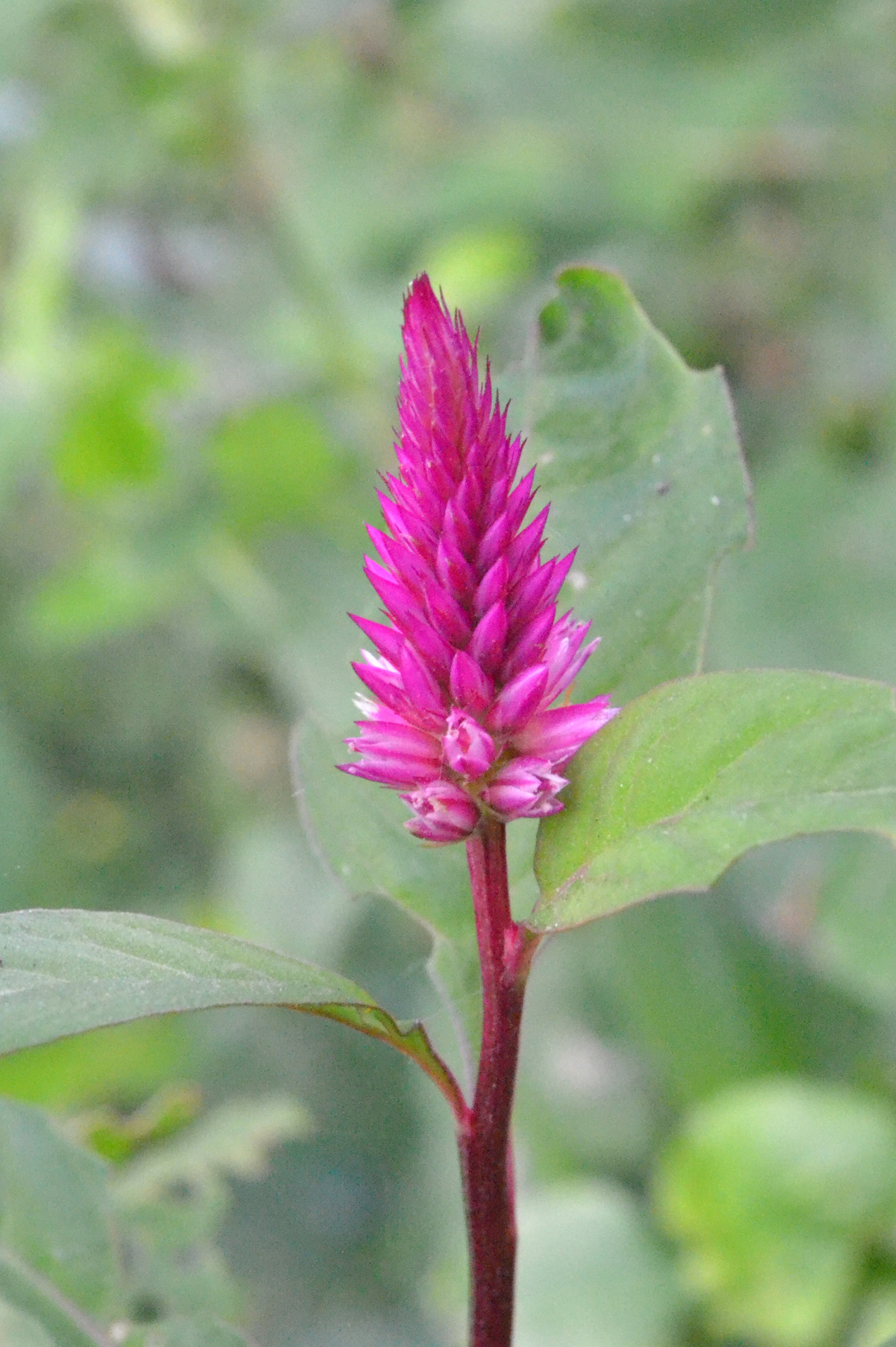File:The pink flower-Tamil Nadu.JPG - Wikimedia Commons