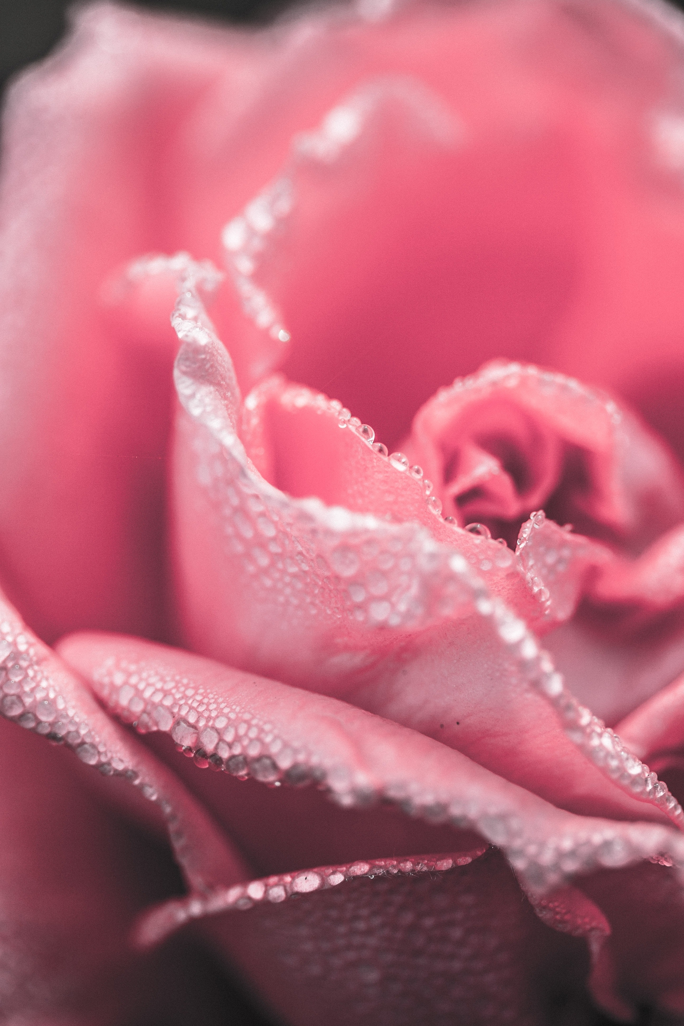 Pink Flower · Free Stock Photo