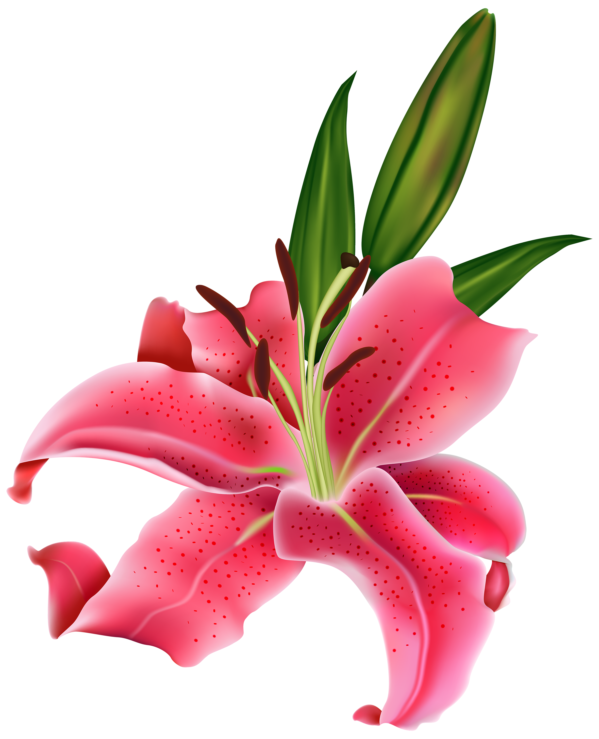 Lily Pink Flower PNG Clipart - Best WEB Clipart