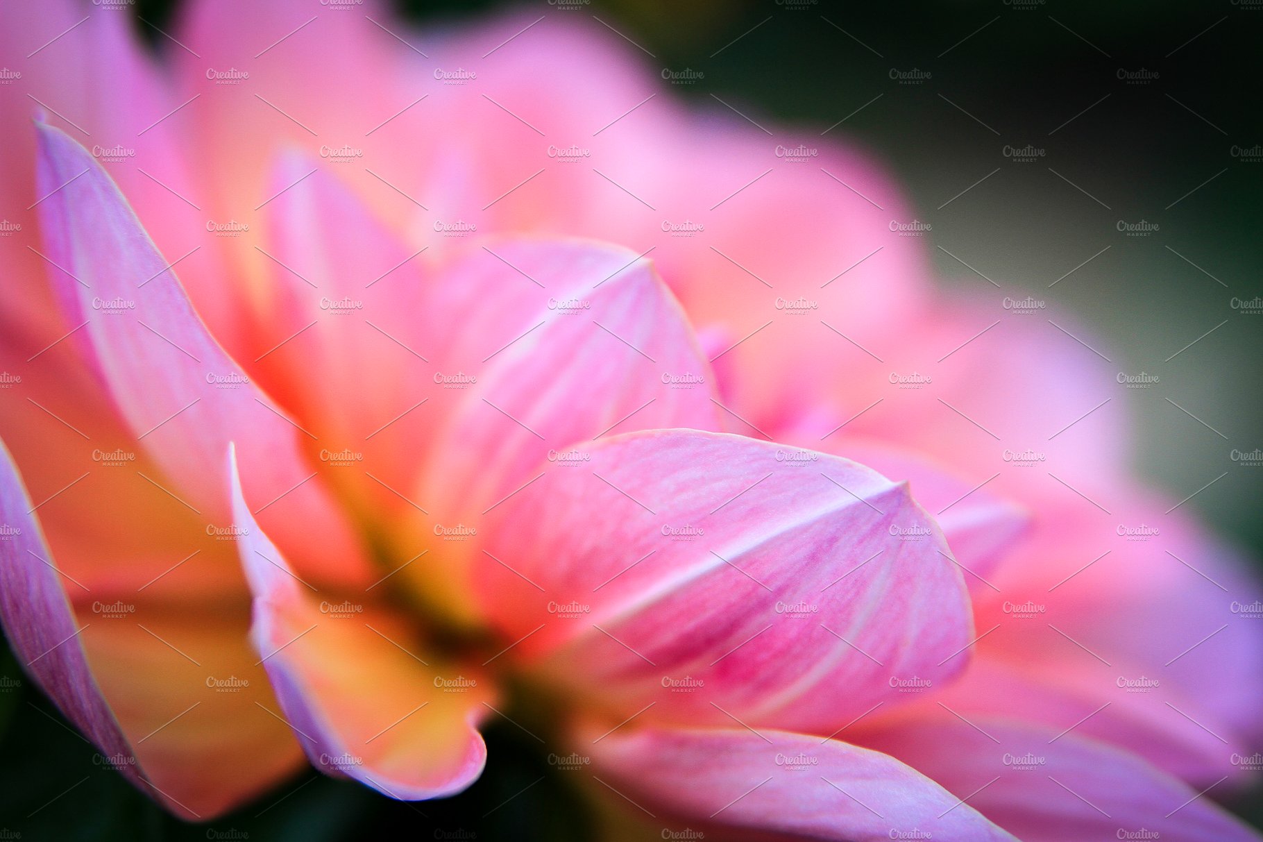 Pink Flower Close-up ~ Nature Photos ~ Creative Market