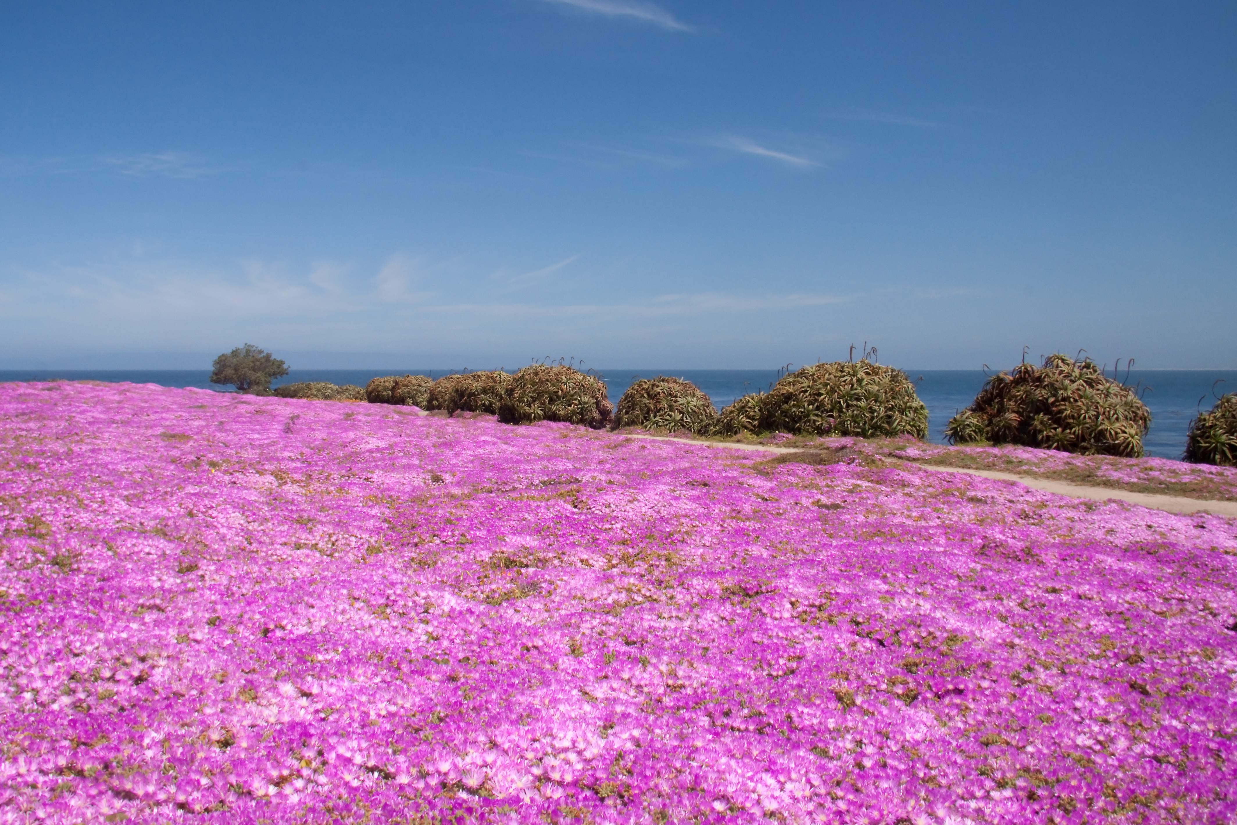 Monterey: Stunning Pink Flower Carpet | naturetime