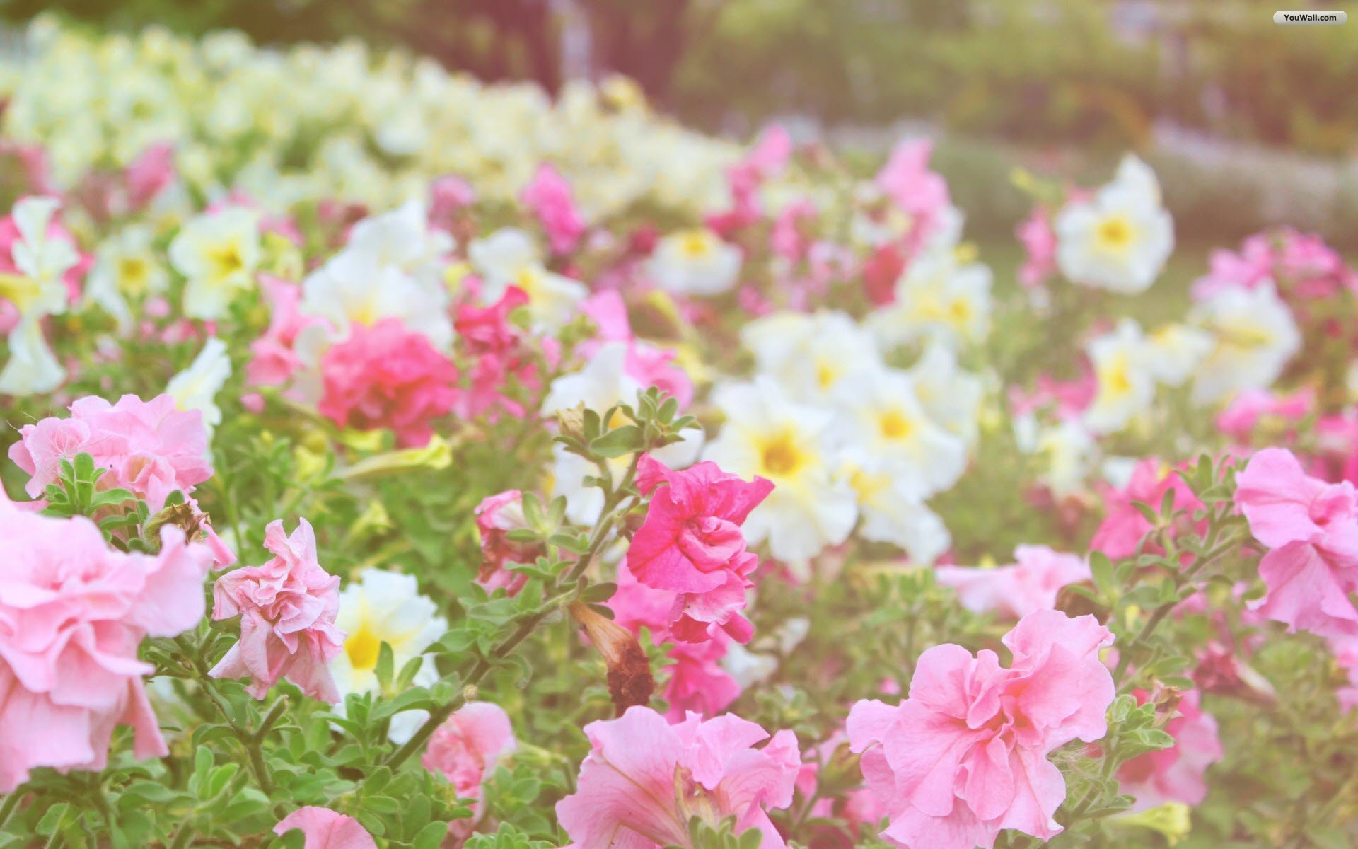 Pink Flower Wallpapers For Iphone » Outdoors Wallpaper 1080p
