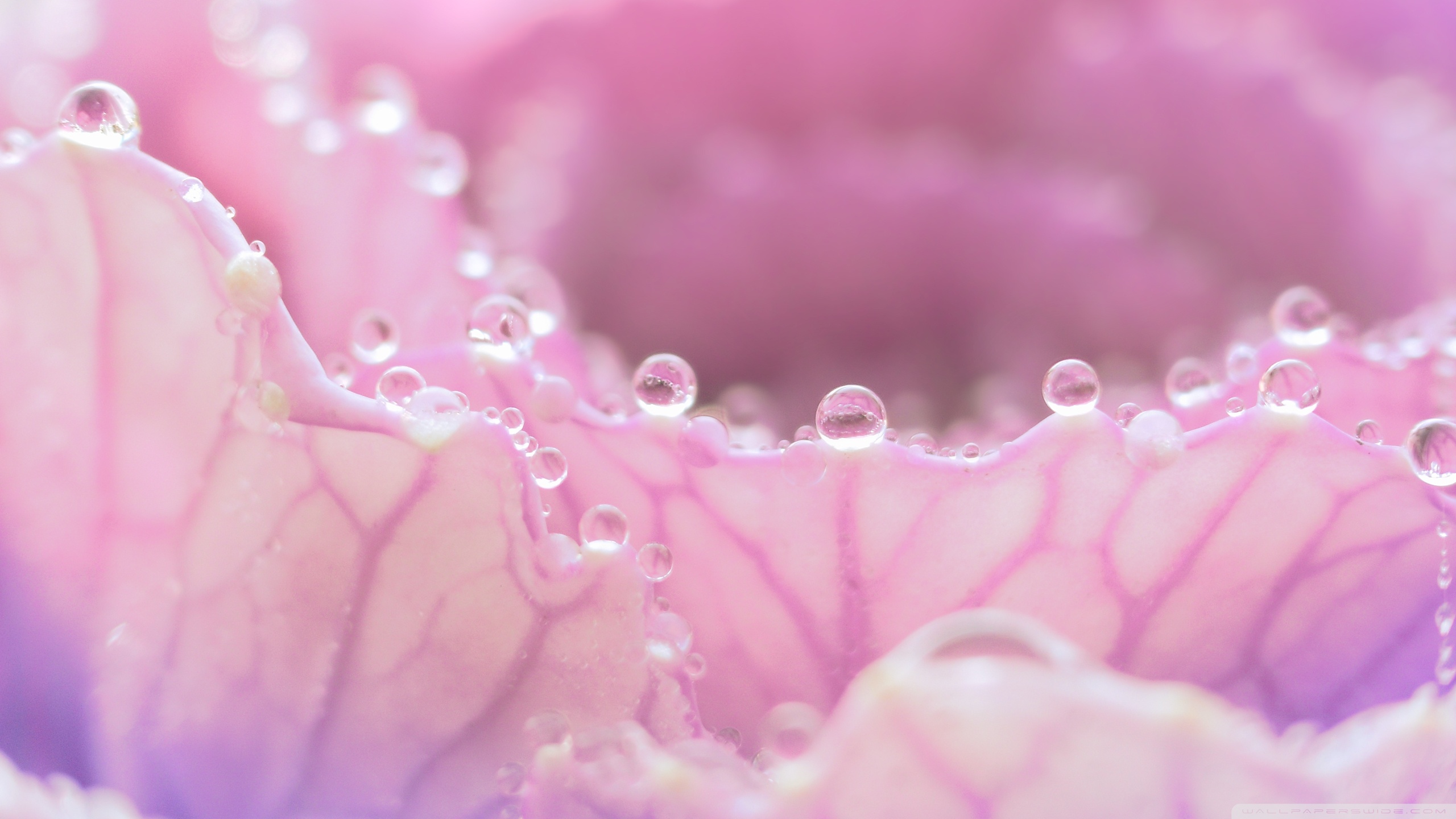 Morning Dew On Pink Flower ❤ 4K HD Desktop Wallpaper for 4K Ultra ...