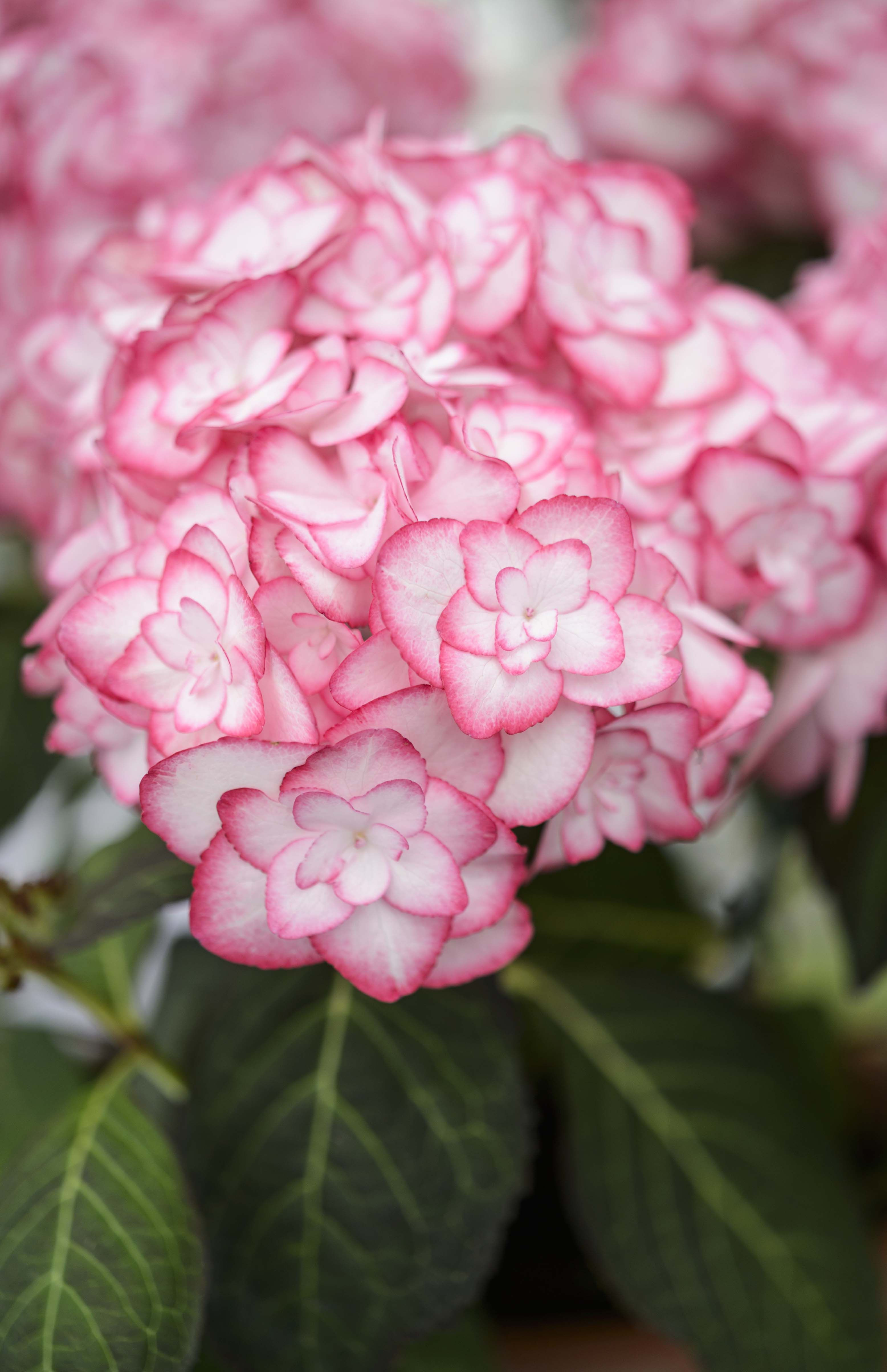 Hydrangea macrophylla 'Miss Saori': this gorgeous and unusual double ...